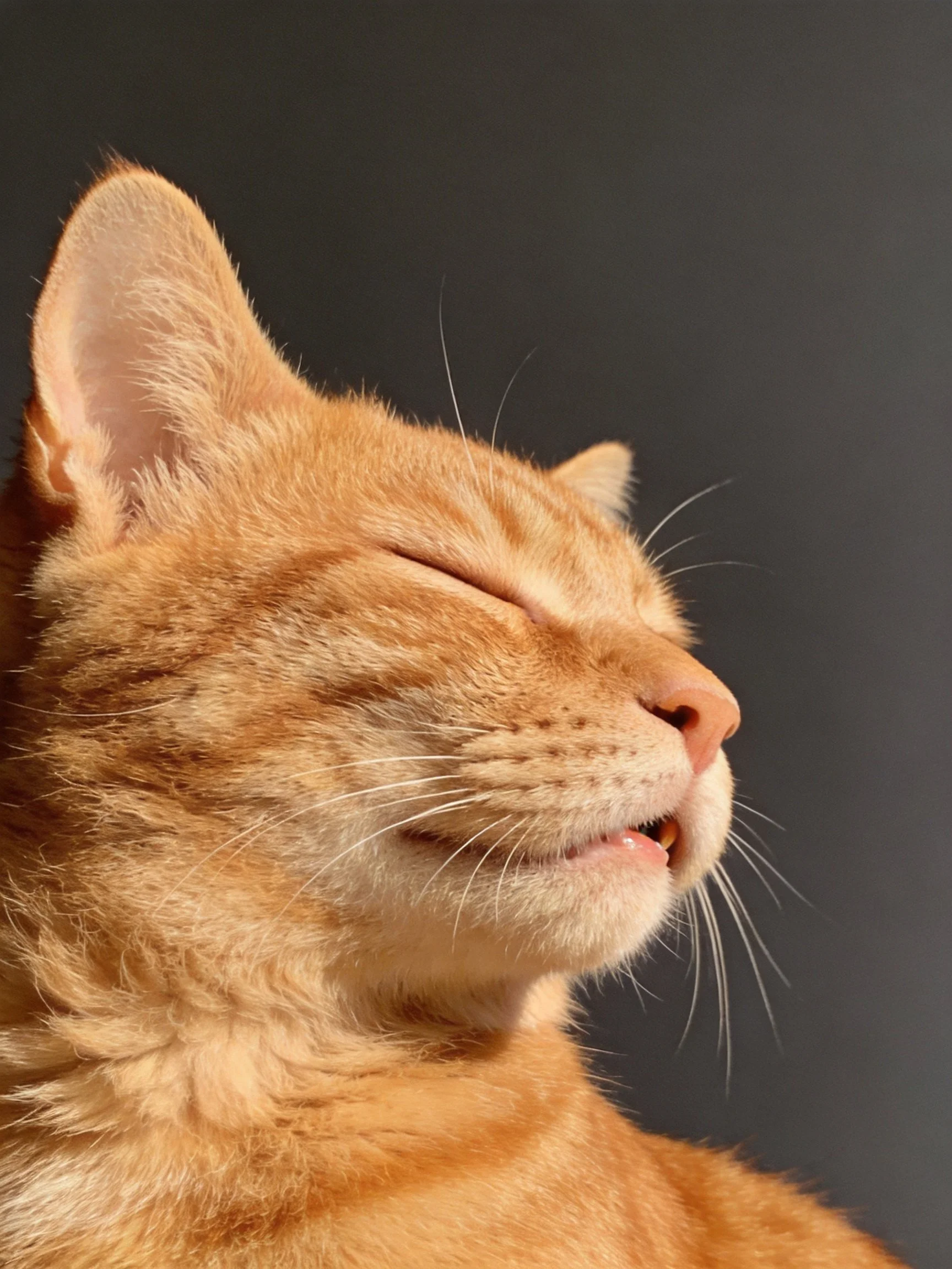 An orange tabby cat appears calm with closed eyes against a dark background.