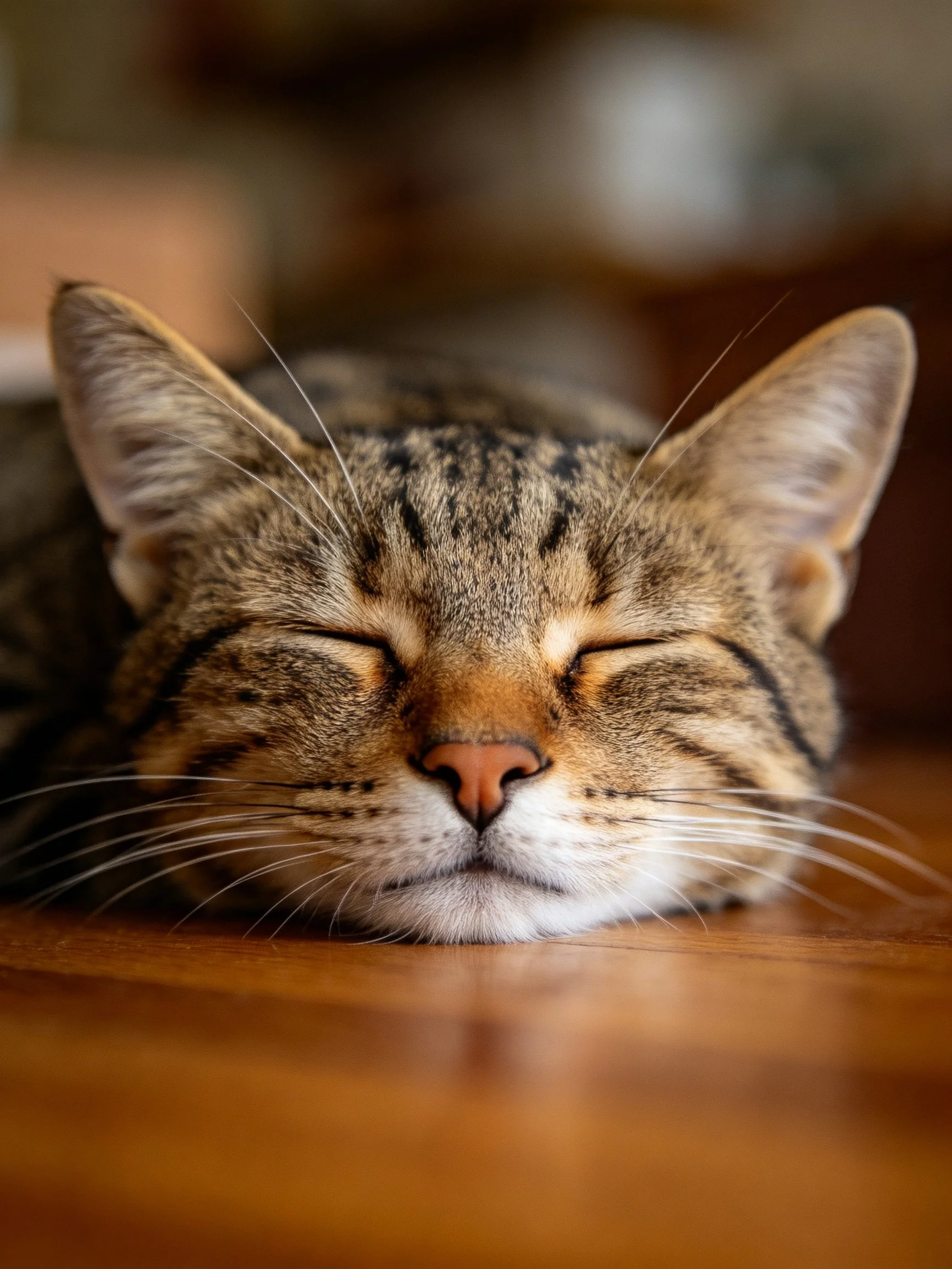 Tabby cat sleeps soundly with closed eyes