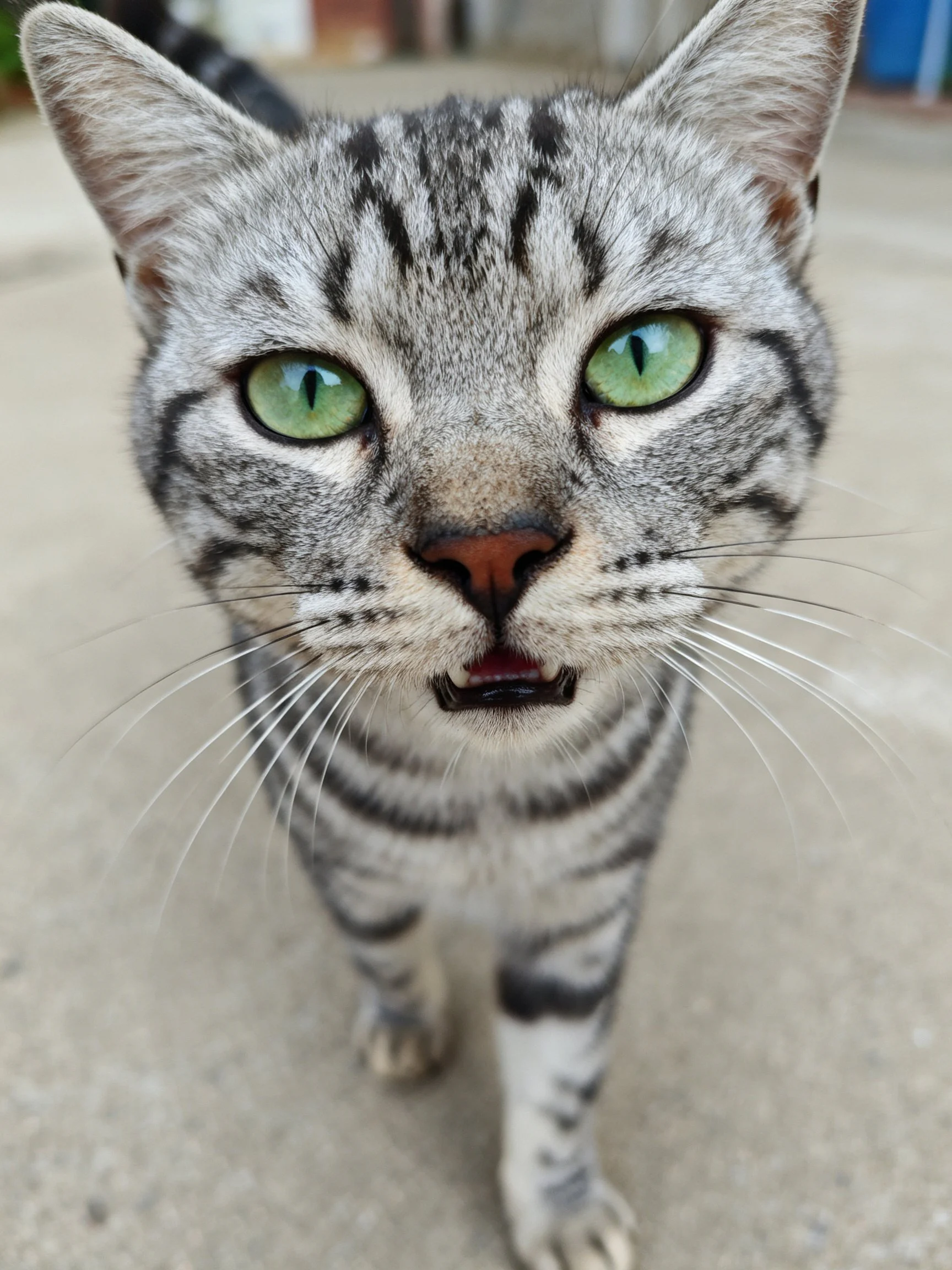 A silver tabby cat with bright green eyes staring up close