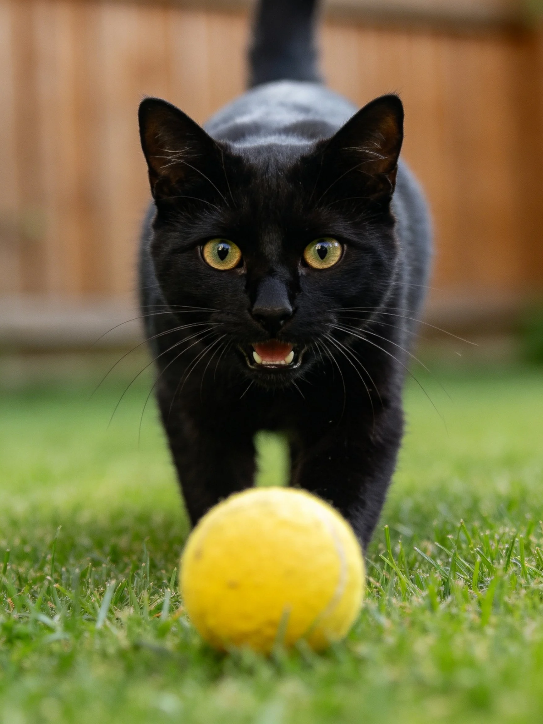 A sleek black cat approaches a bright yellow tennis ball on green grass