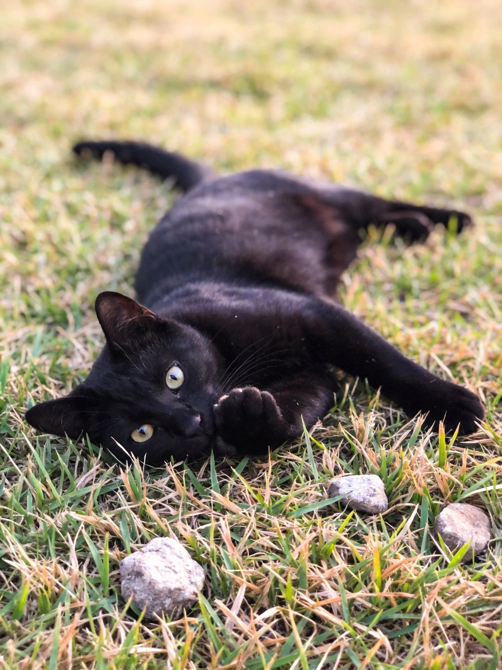 A sleek black cat lounges on mixed green-brown grass near small stones