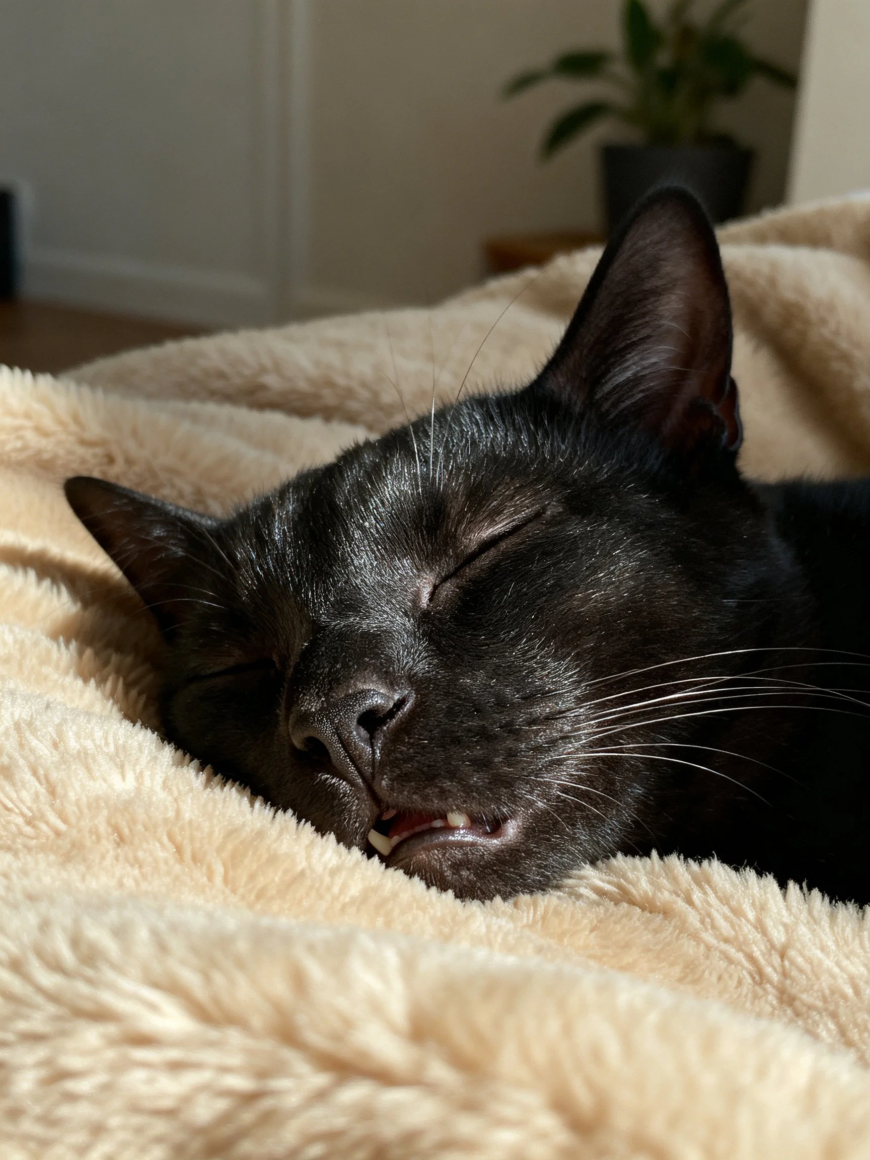 A sleek black cat napping on a plush beige blanket