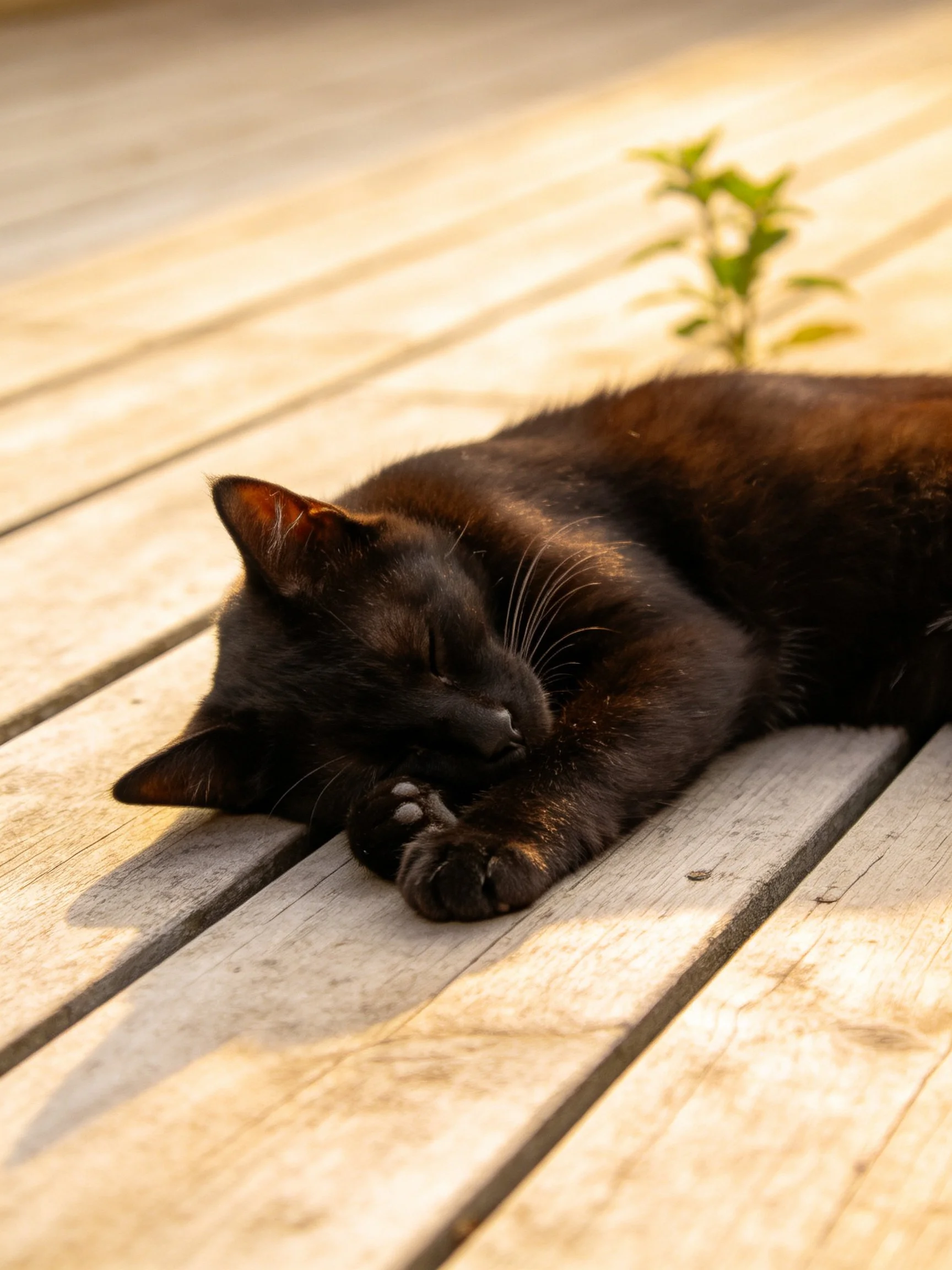 A sleek black cat napping on weathered wooden planks