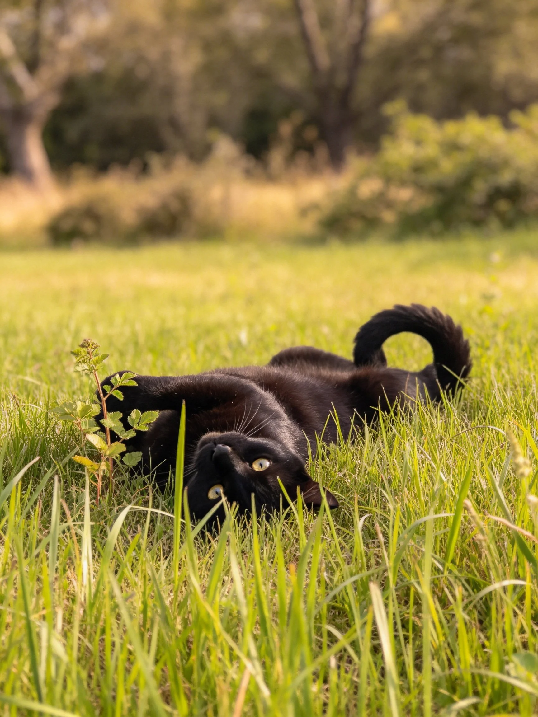 A sleek black cat relaxes in tall green grass outdoors