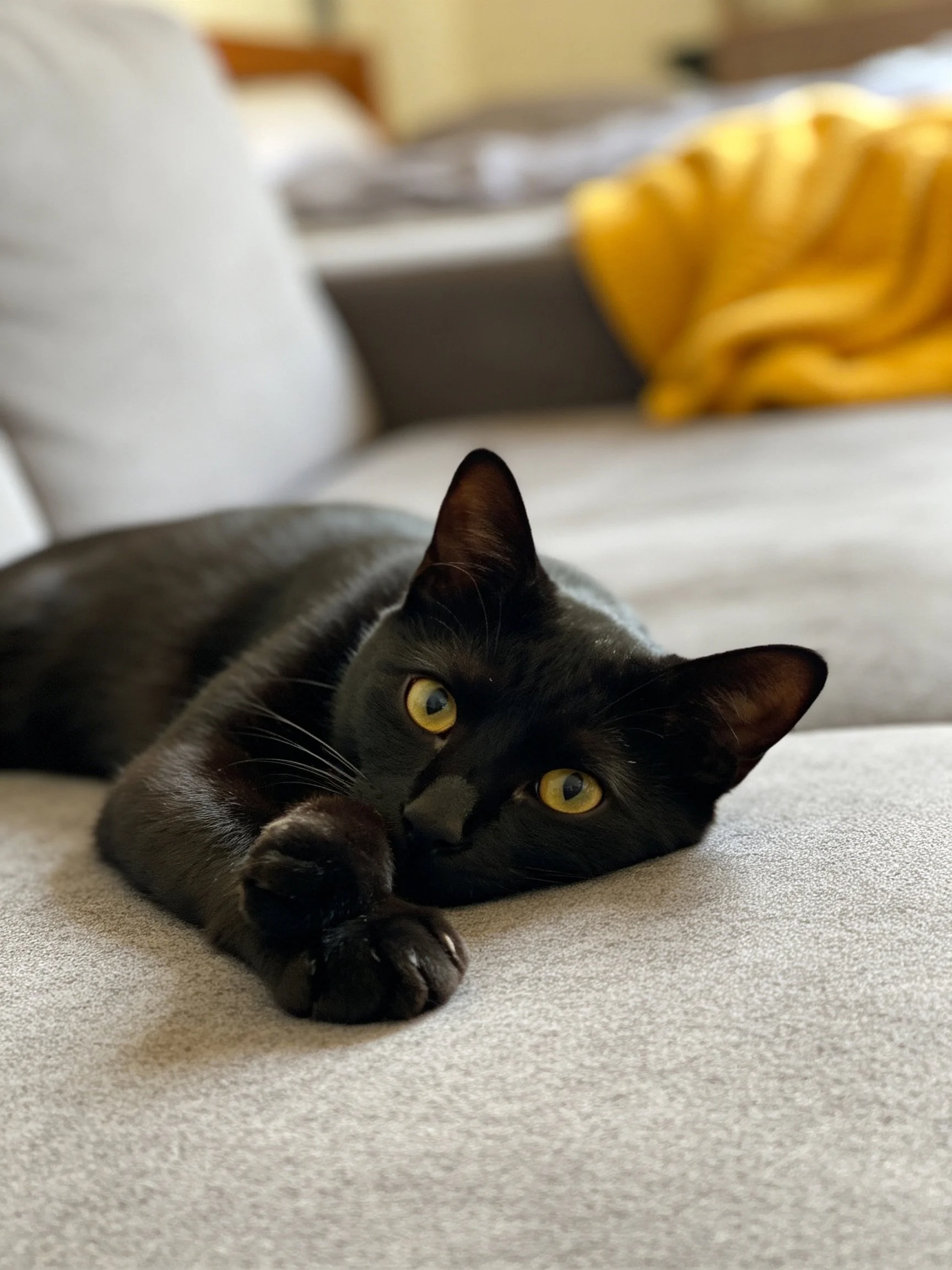 A sleek black cat rests on a gray sofa with a yellow throw nearby