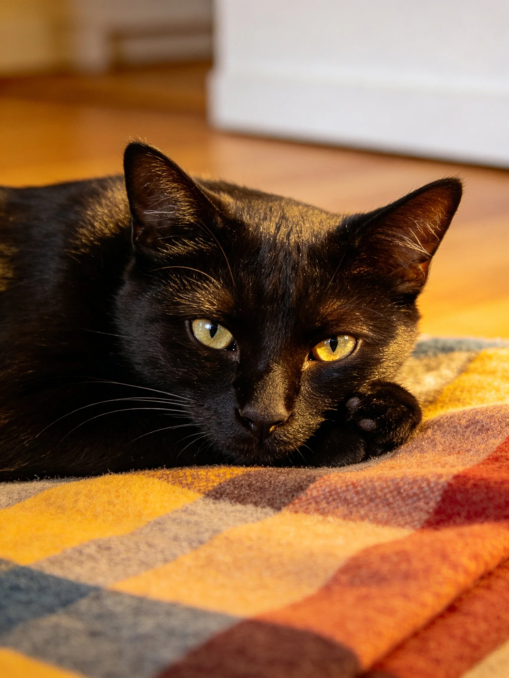 A sleek black cat rests on a multicolored plaid blanket indoors