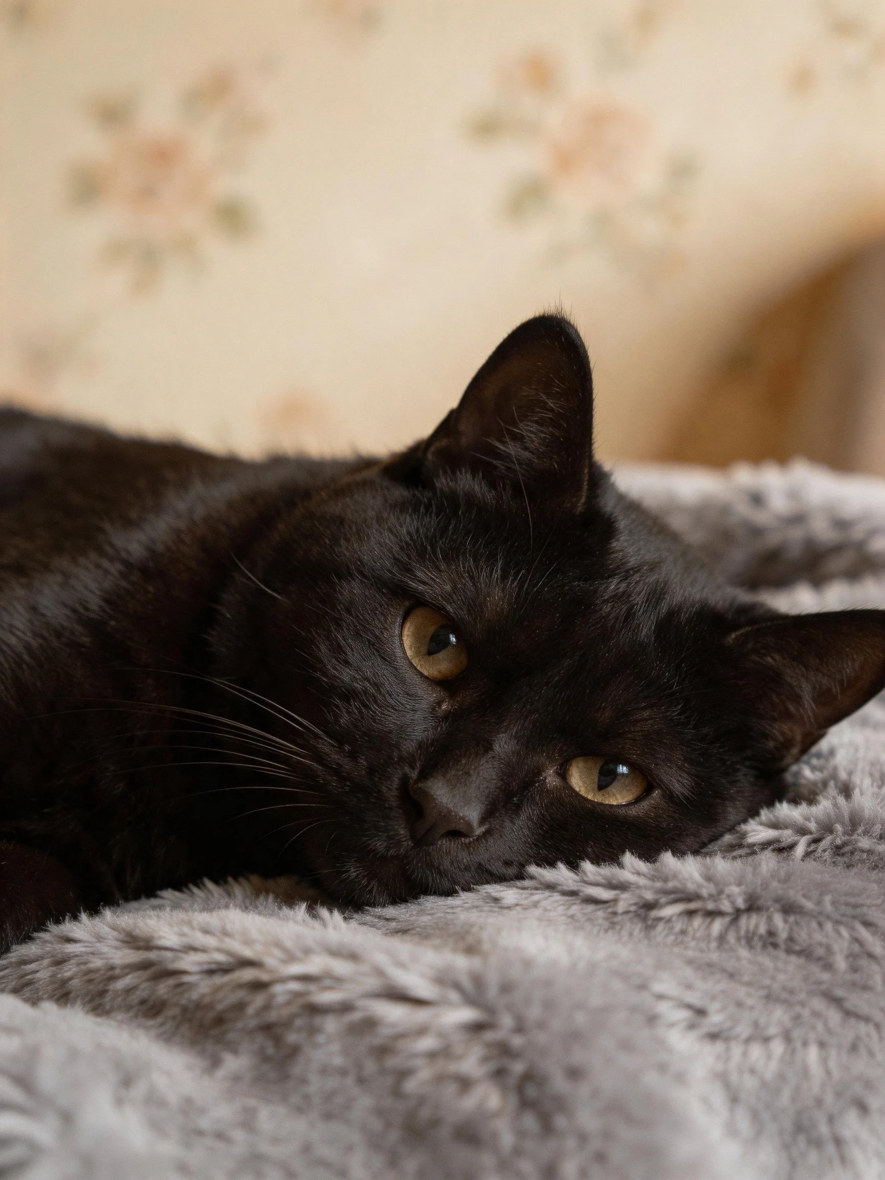 A sleek black cat rests on a soft gray blanket with floral wallpaper