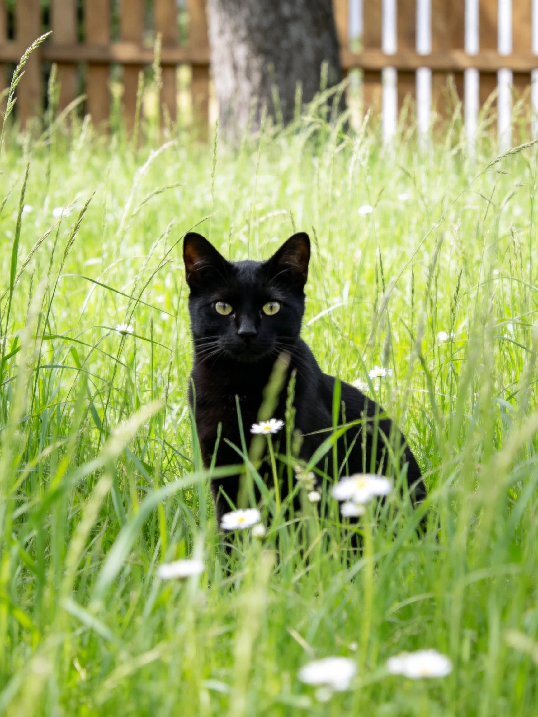 A sleek black cat sits amid tall green grass with white blooms