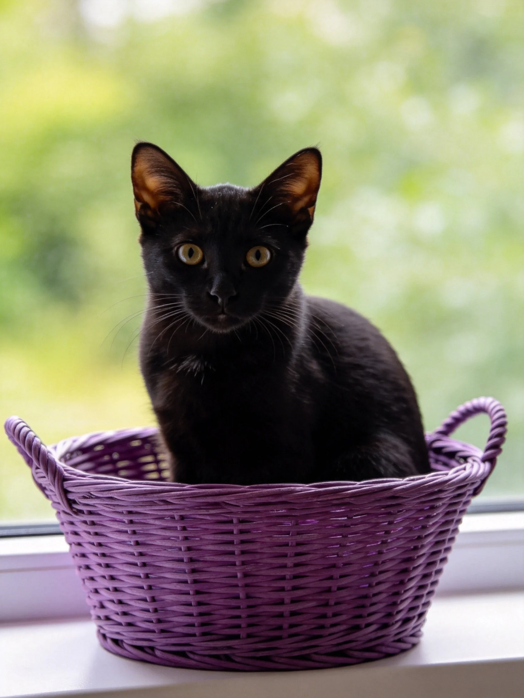A sleek black cat sits in a vibrant purple wicker basket by a sunlit window