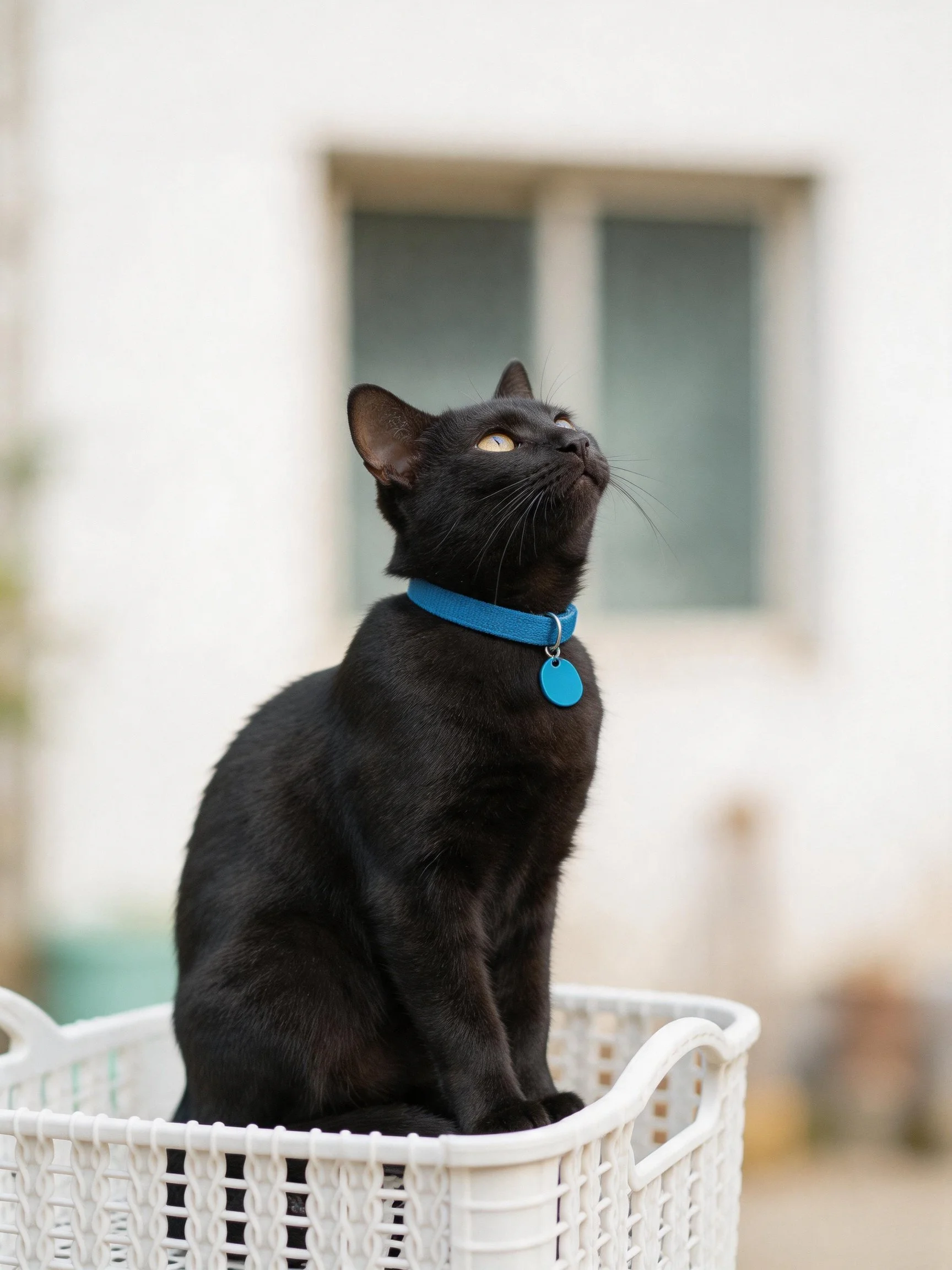 A sleek black cat with blue collar sits in a white basket outdoors