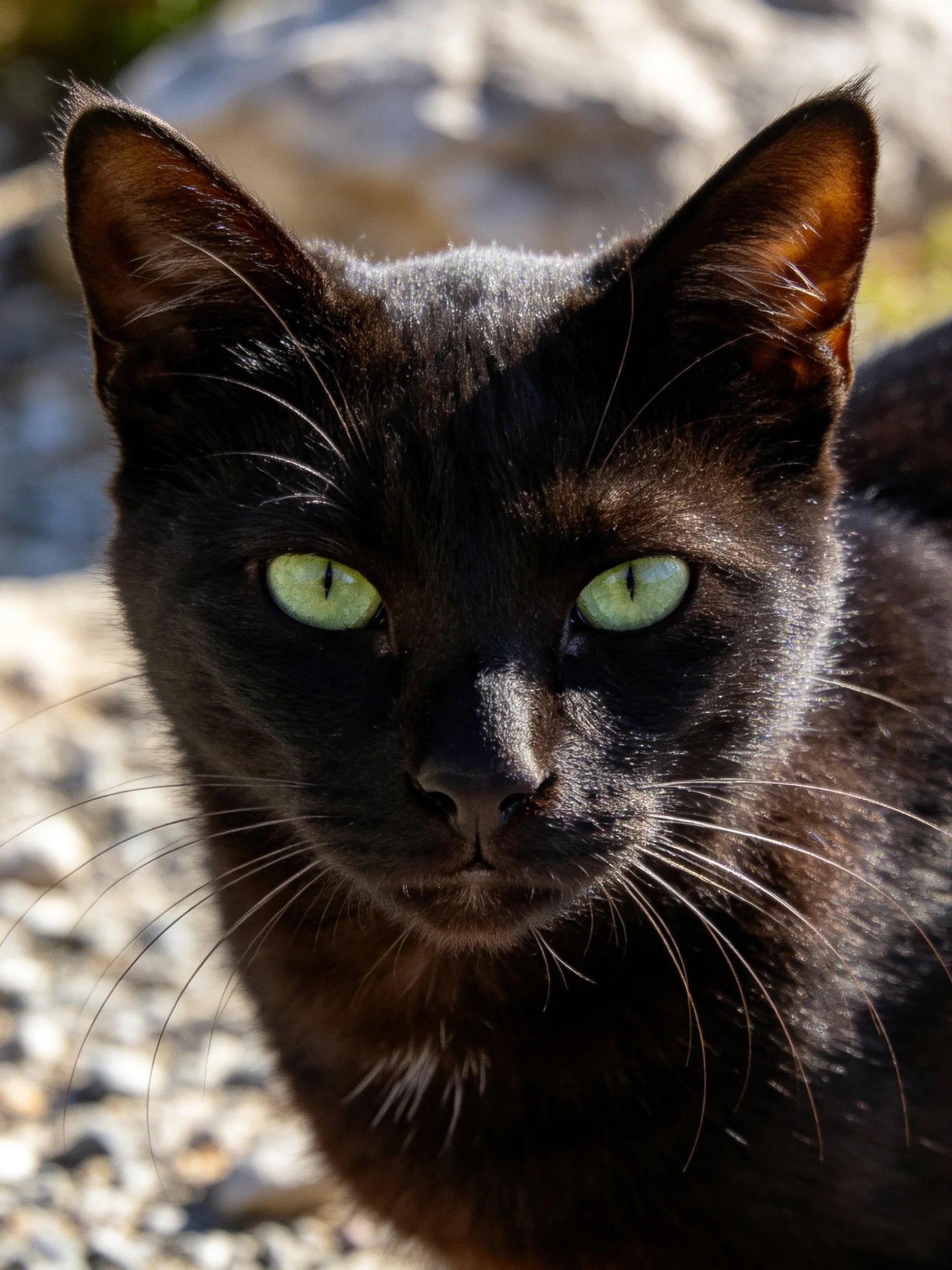 A sleek black cat with bright green eyes in natural outdoor setting