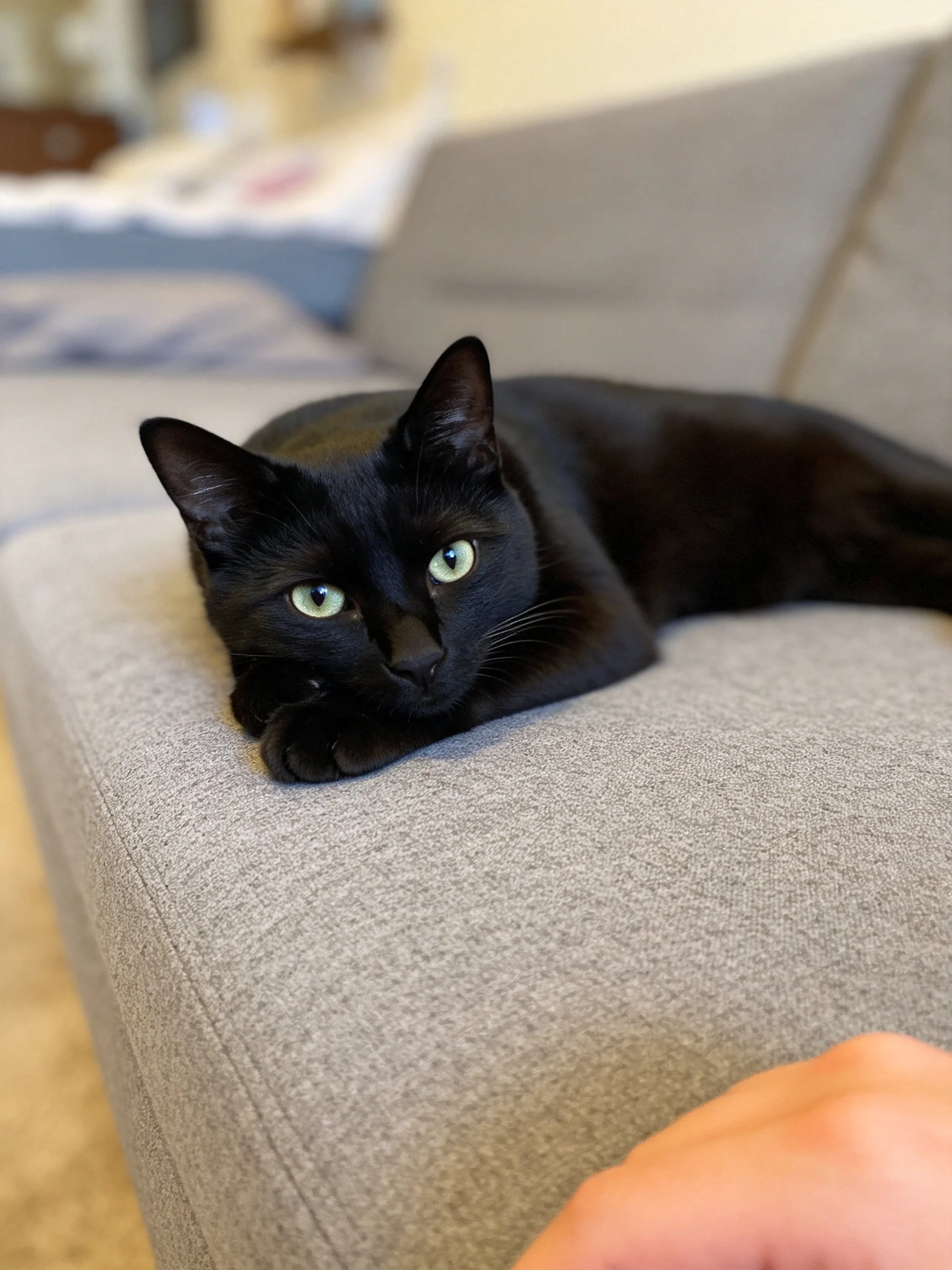 A sleek black cat with bright green eyes rests on a gray sofa