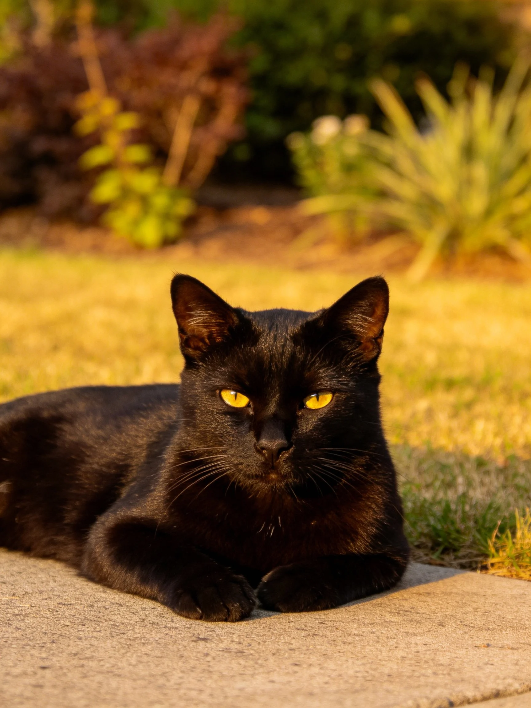 A sleek black cat with bright yellow eyes resting outdoors