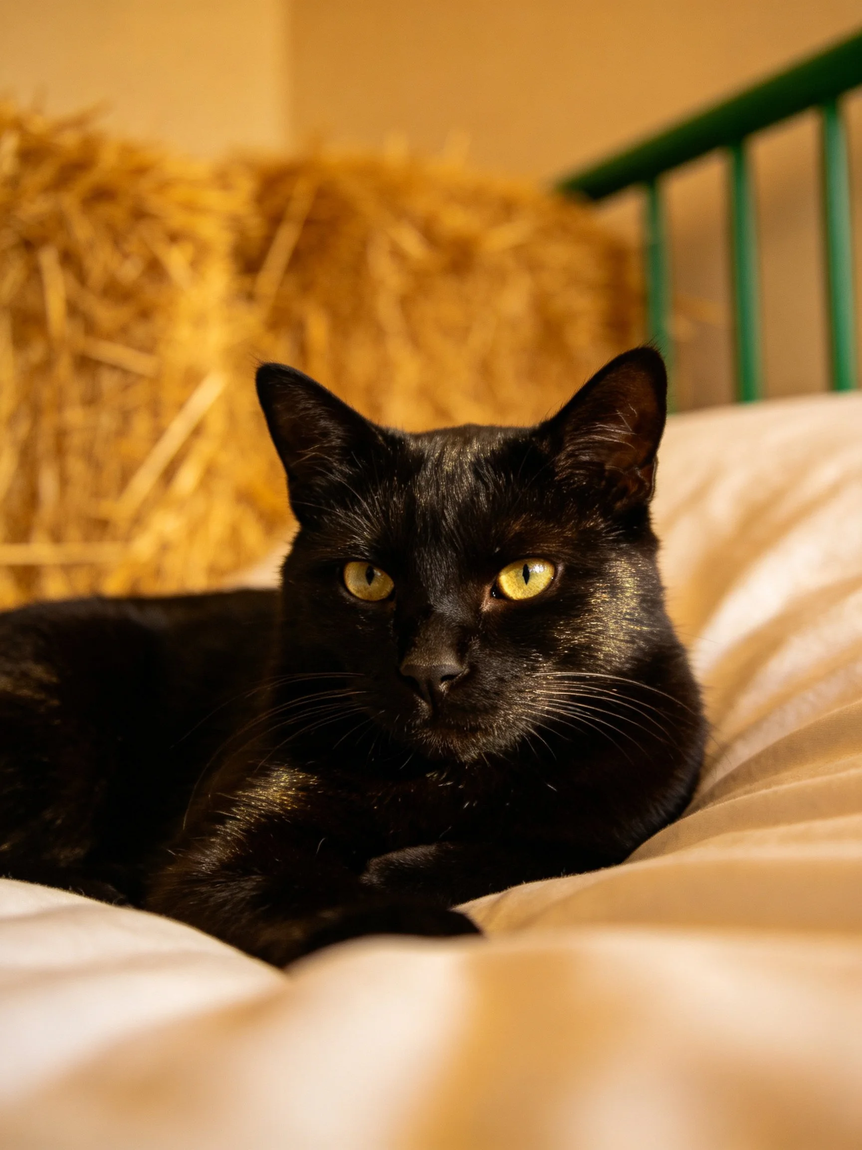 A sleek black cat with bright yellow eyes rests on a white bed near golden hay