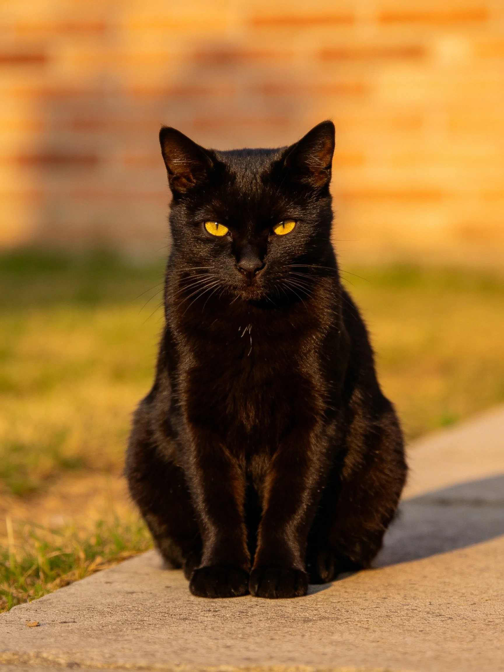 A sleek black cat with bright yellow eyes sits calmly on a concrete path near grass.
