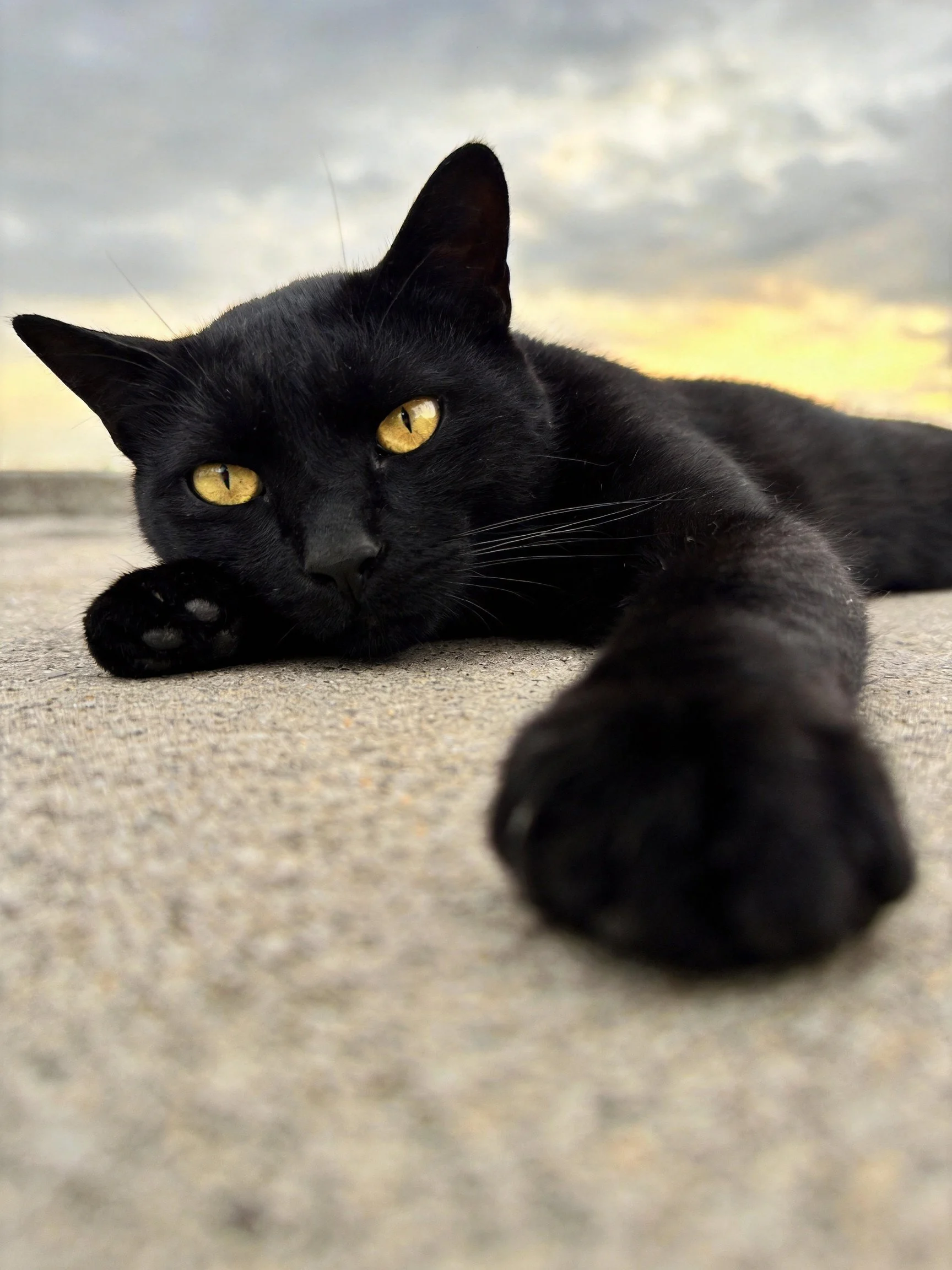 A black cat with golden eyes relaxes on a concrete surface.