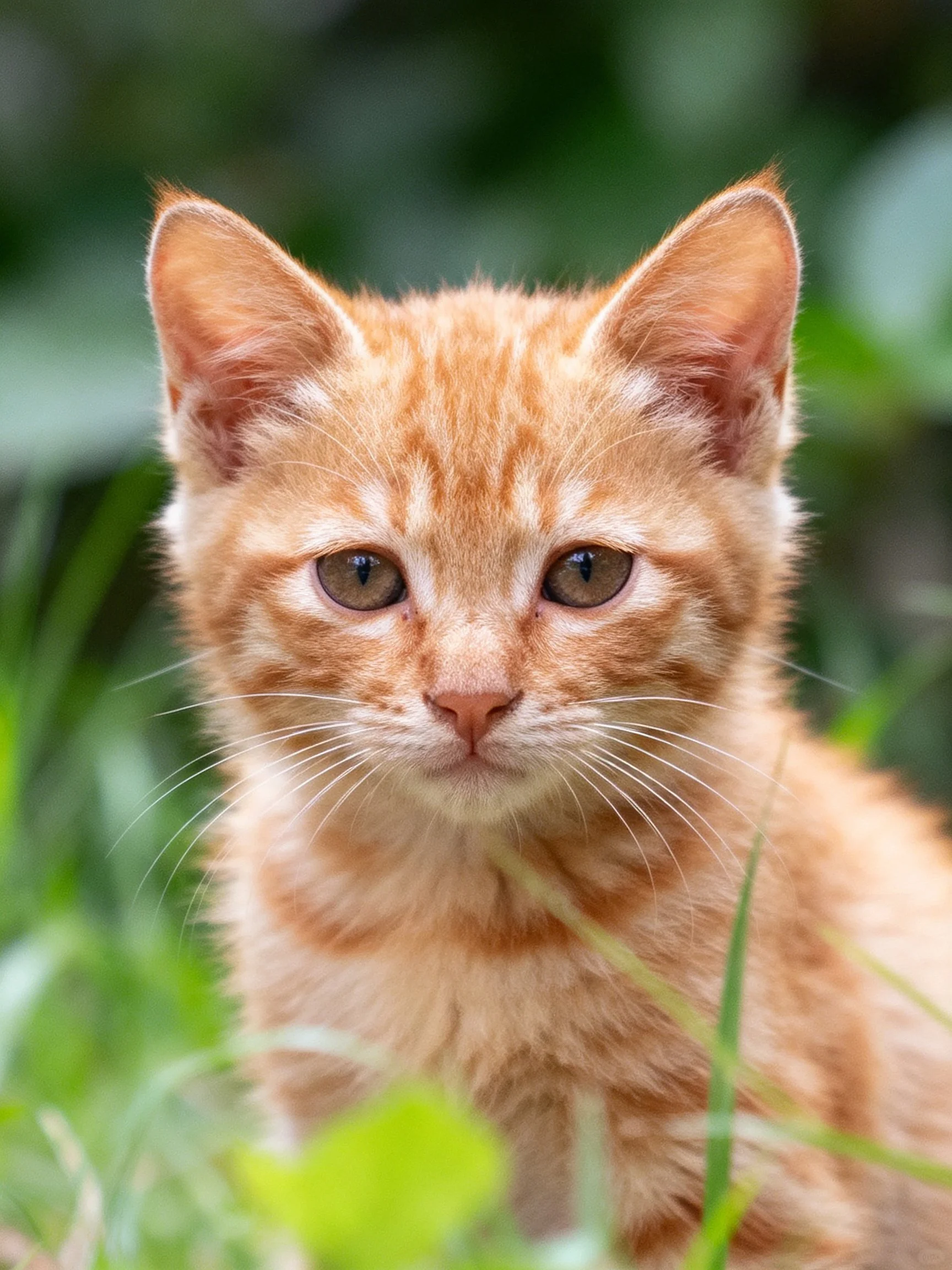 A small orange kitten sits calmly in a sunlit area with greenery.