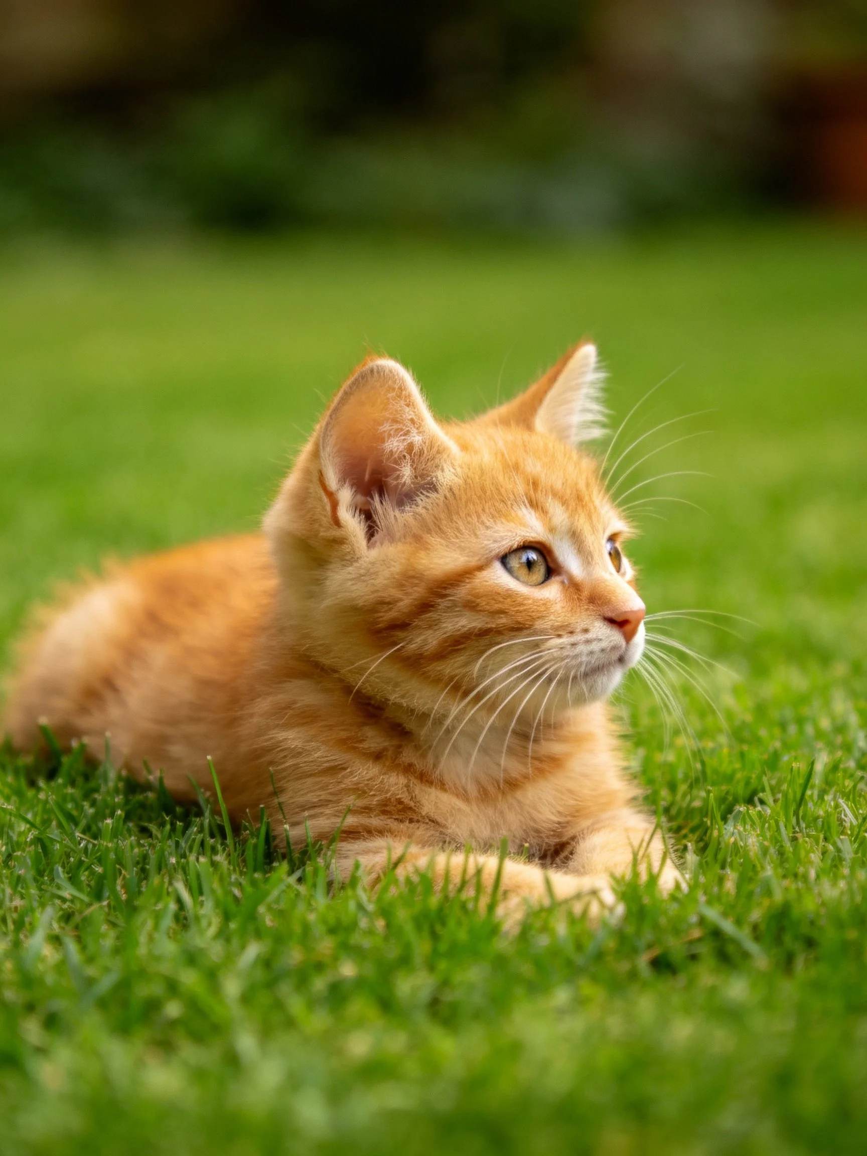 An orange kitten lies calmly on lush green grass in a natural setting.
