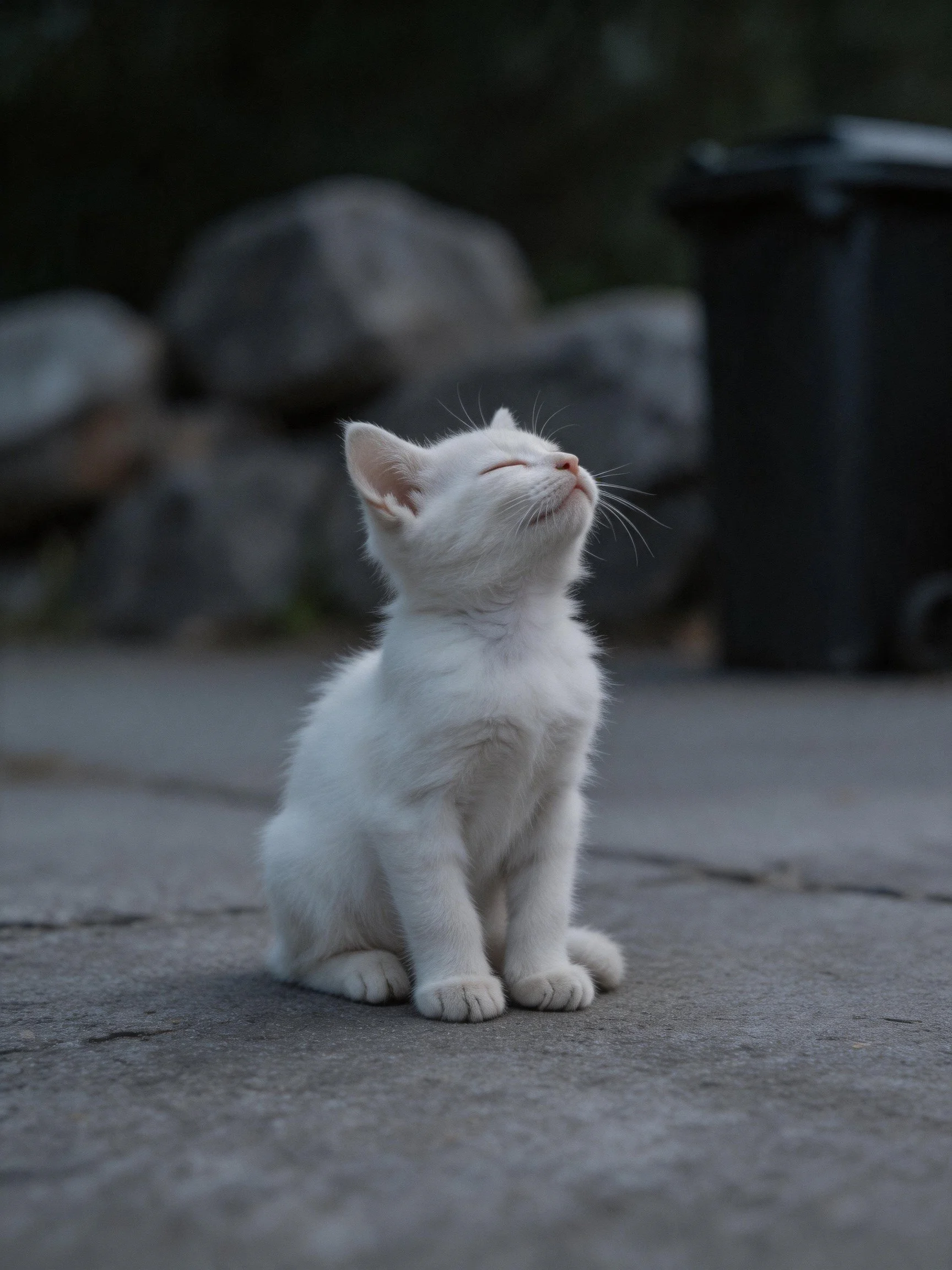 A small white kitten sits peacefully on a gray pavement.