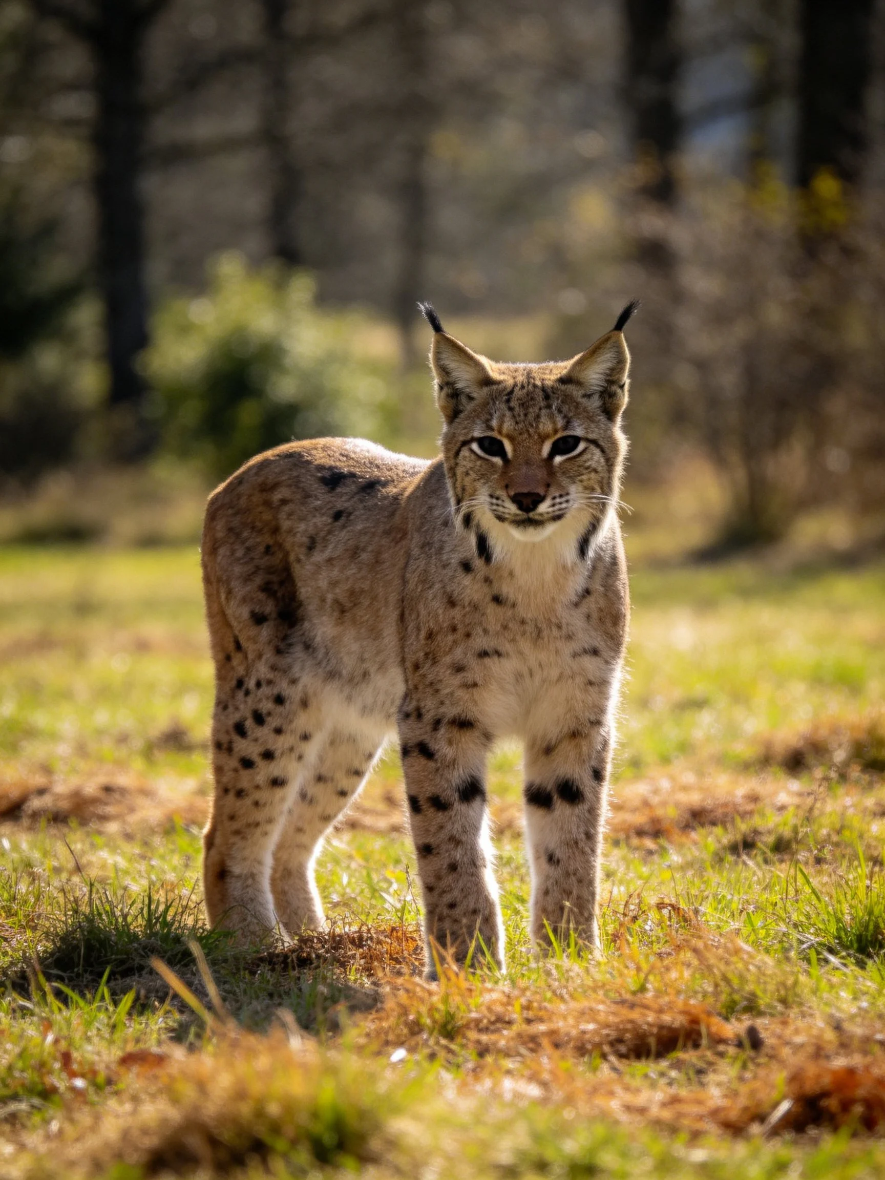 A spotted lynx stands alert in a sunlit forest clearing