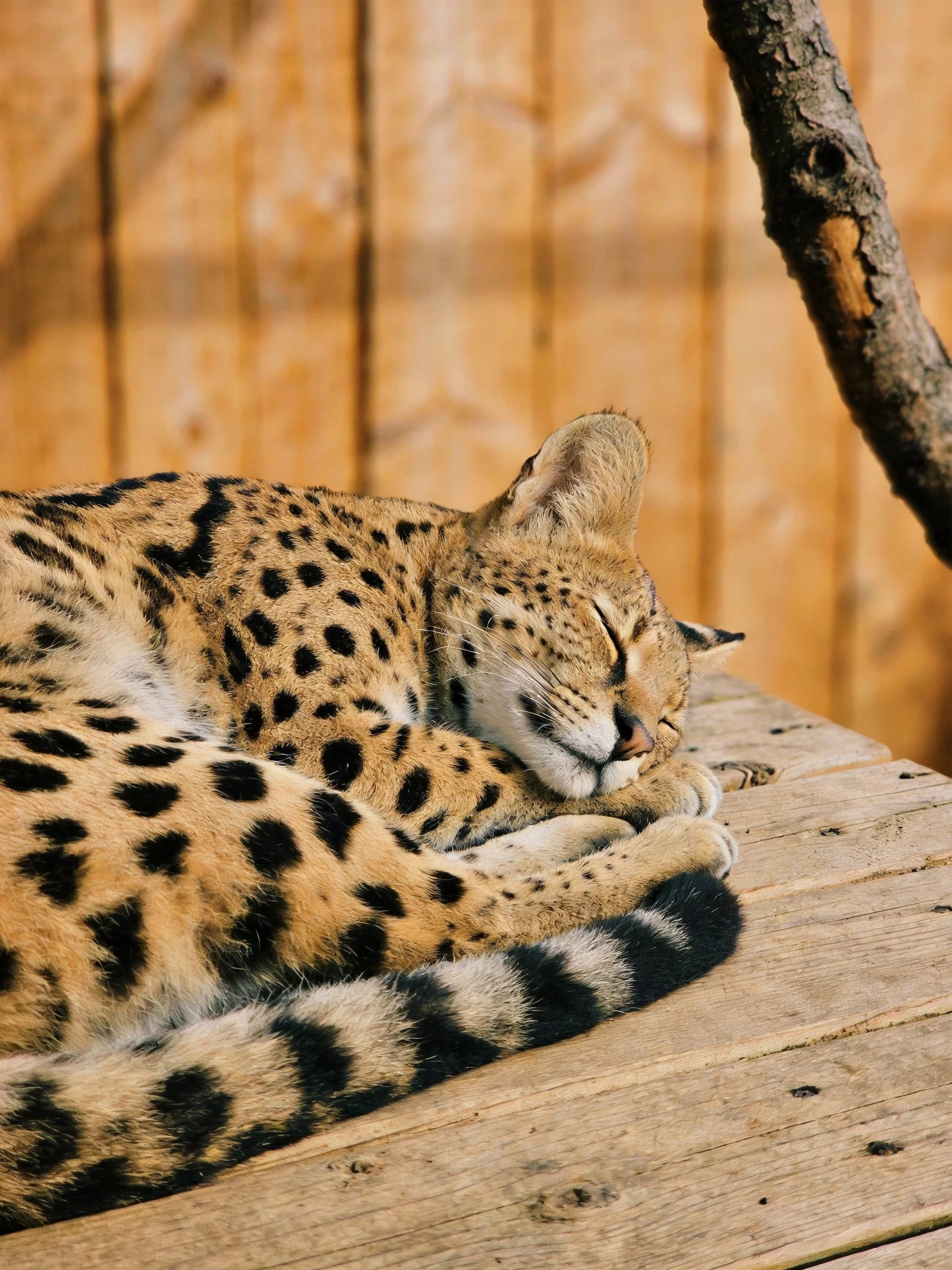 A spotted wild cat rests curled on weathered wooden planks