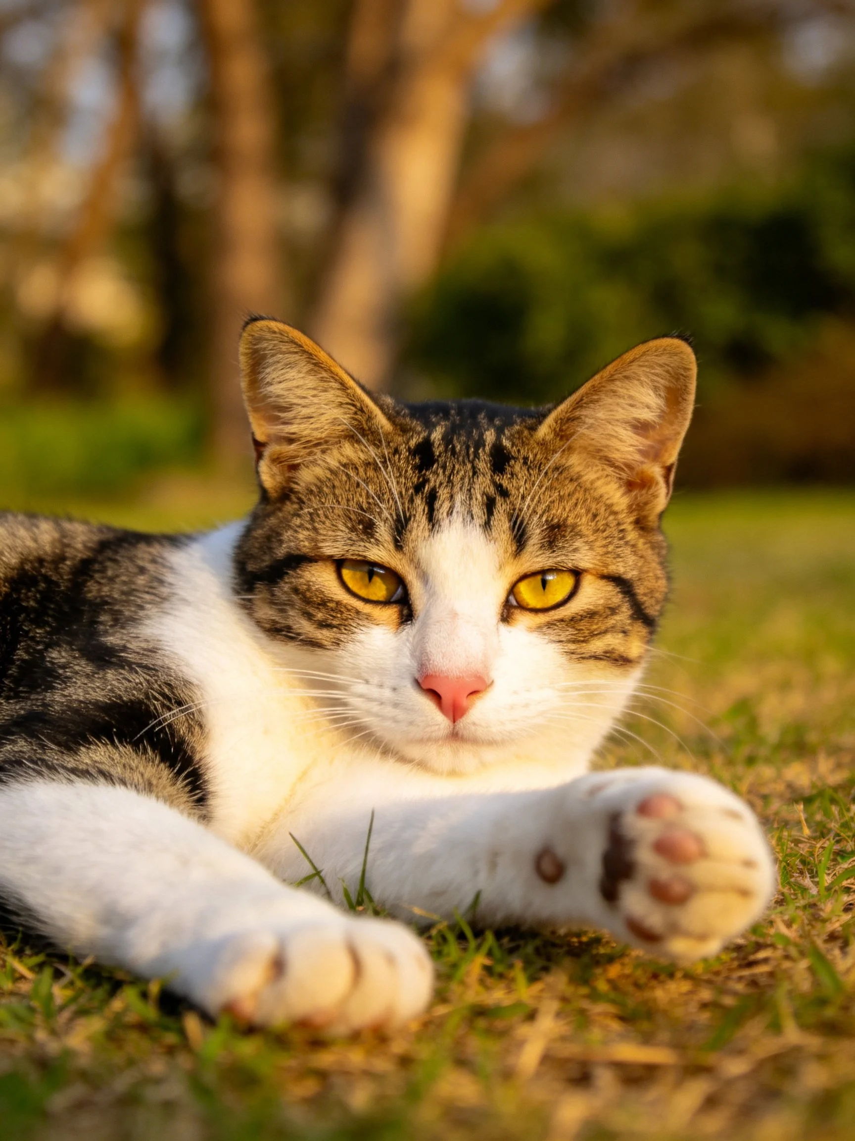 A tabby and white cat relaxes on grass in a sunlit outdoor setting.