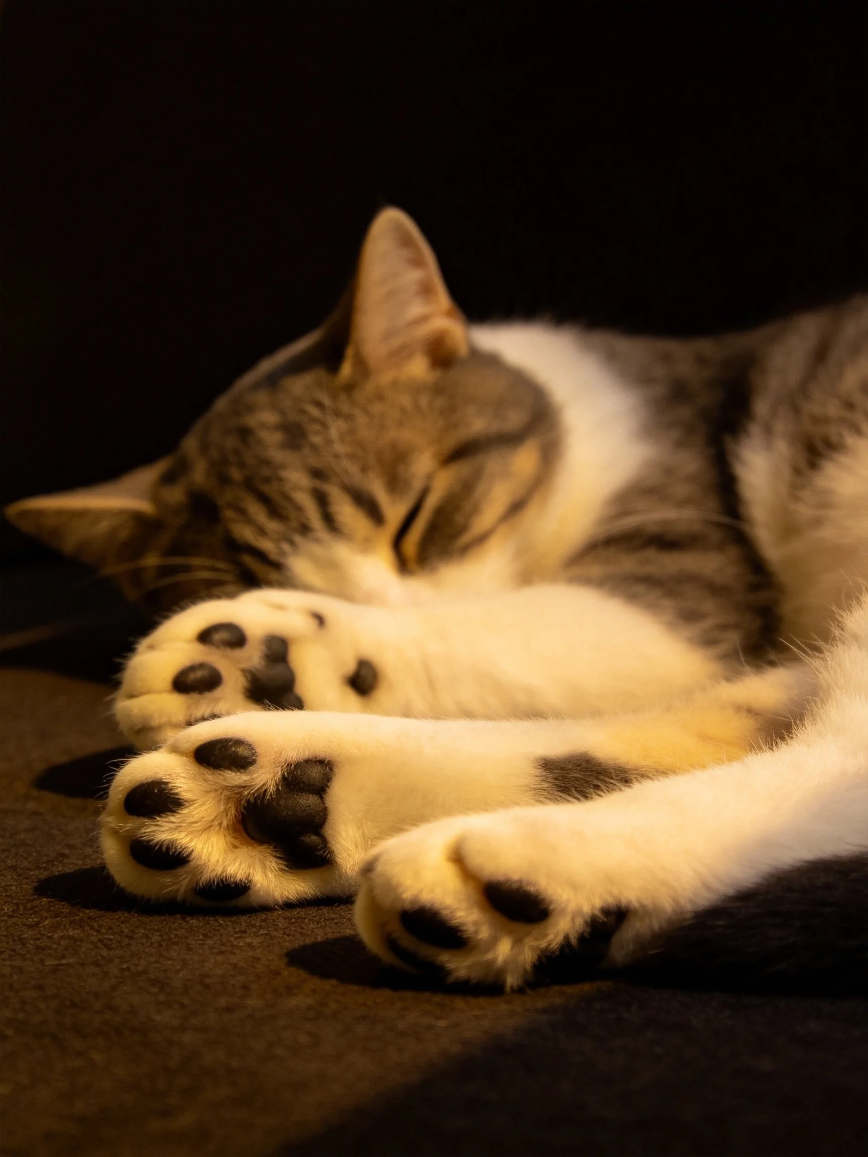 A tabby and white cat sleeps on a dark textured surface