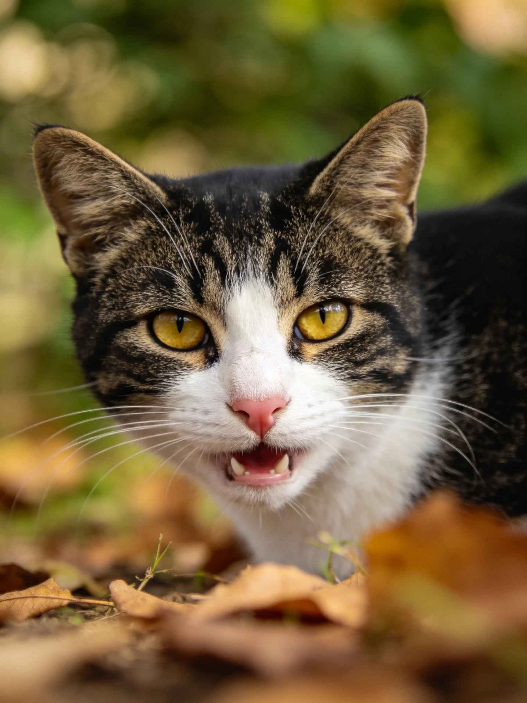 A tabby and white cat with yellow eyes is among autumn leaves outdoors.