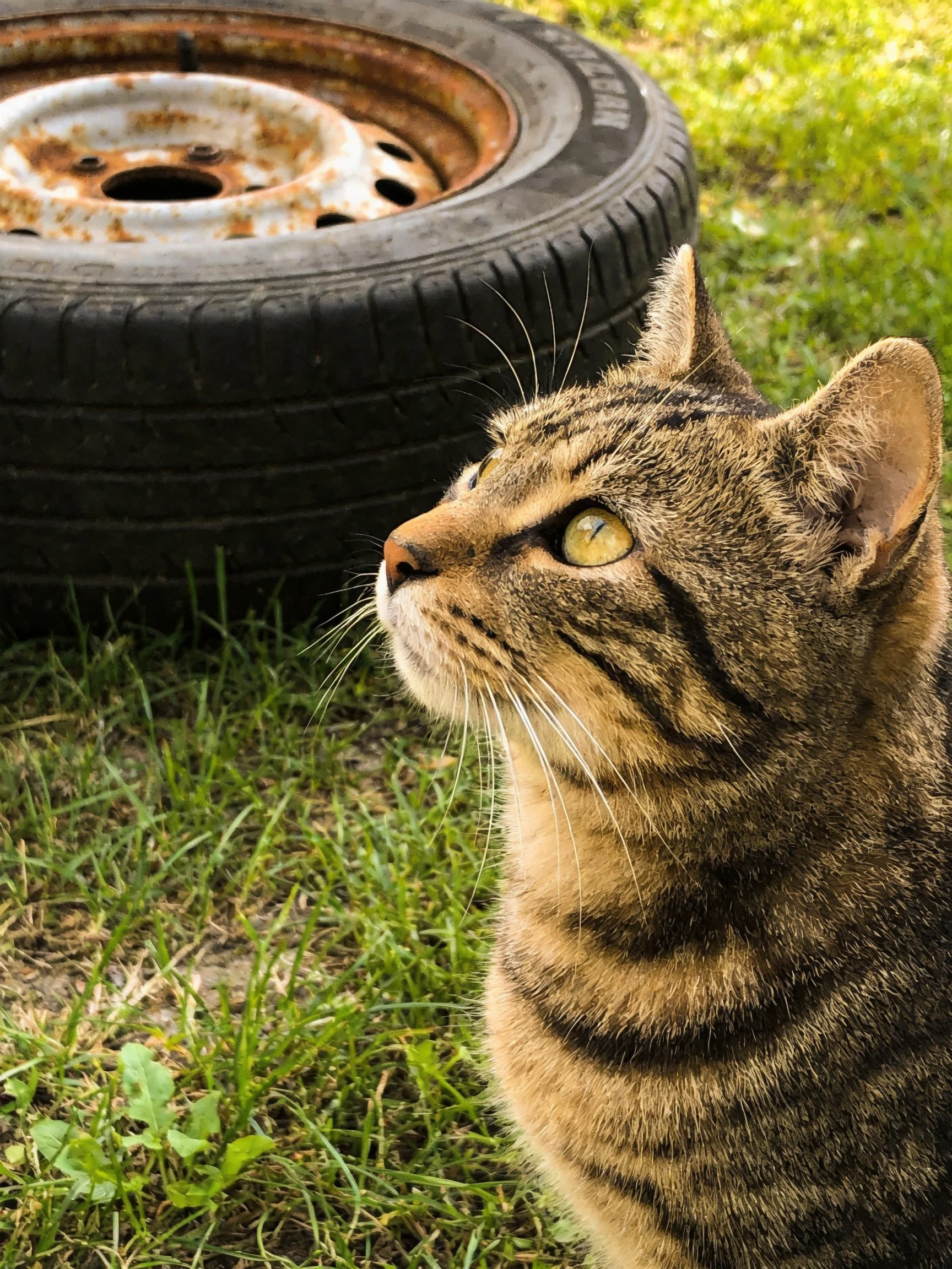 A tabby cat gazes toward an aged, rusted spare tire on green grass