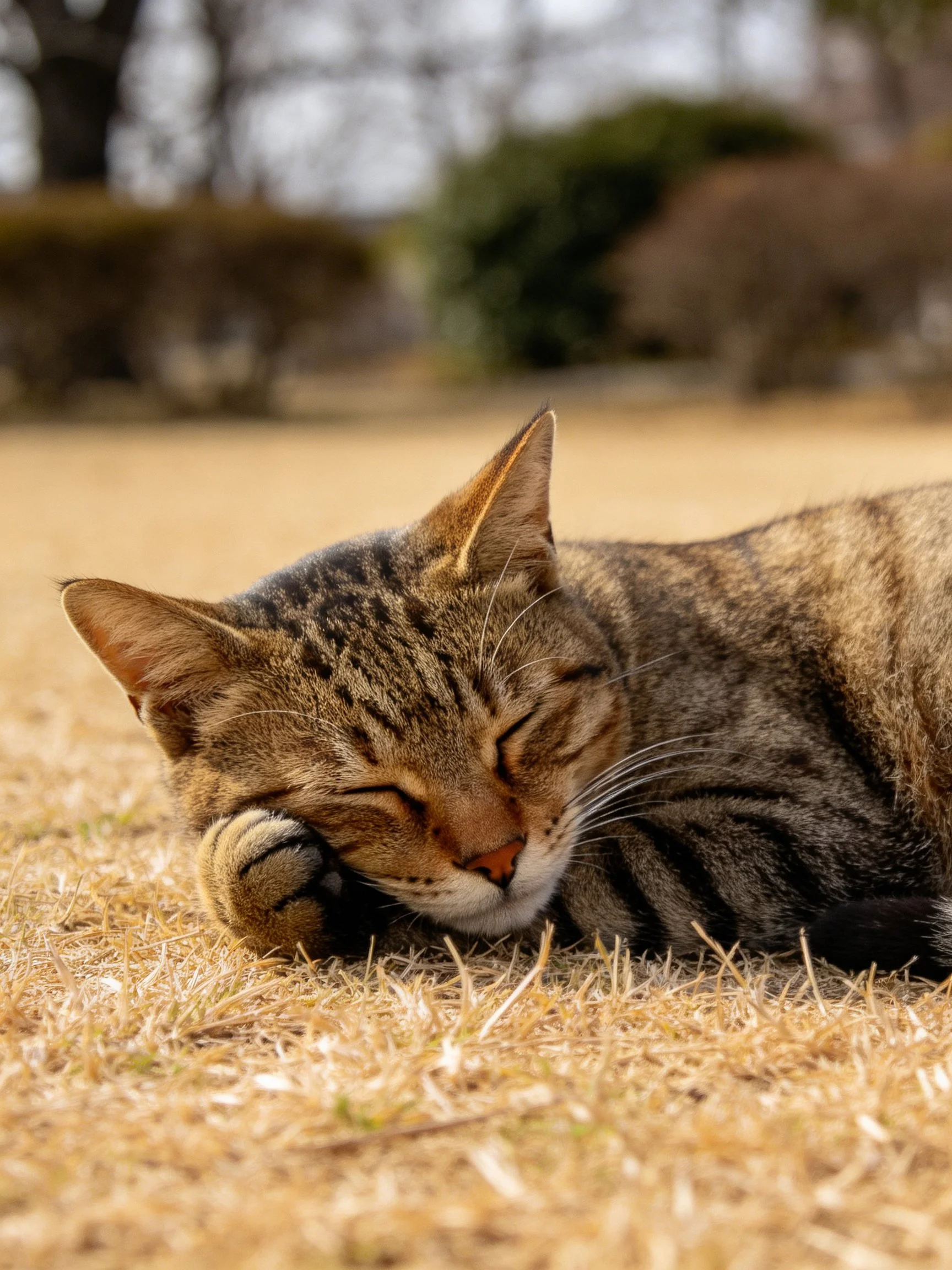 A tabby cat napping on golden-brown grass in an outdoor setting