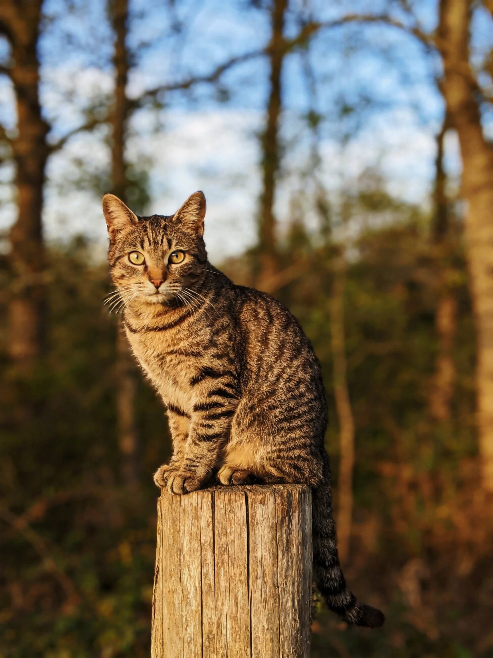 A tabby cat sits atop a wooden post among trees in a natural setting.