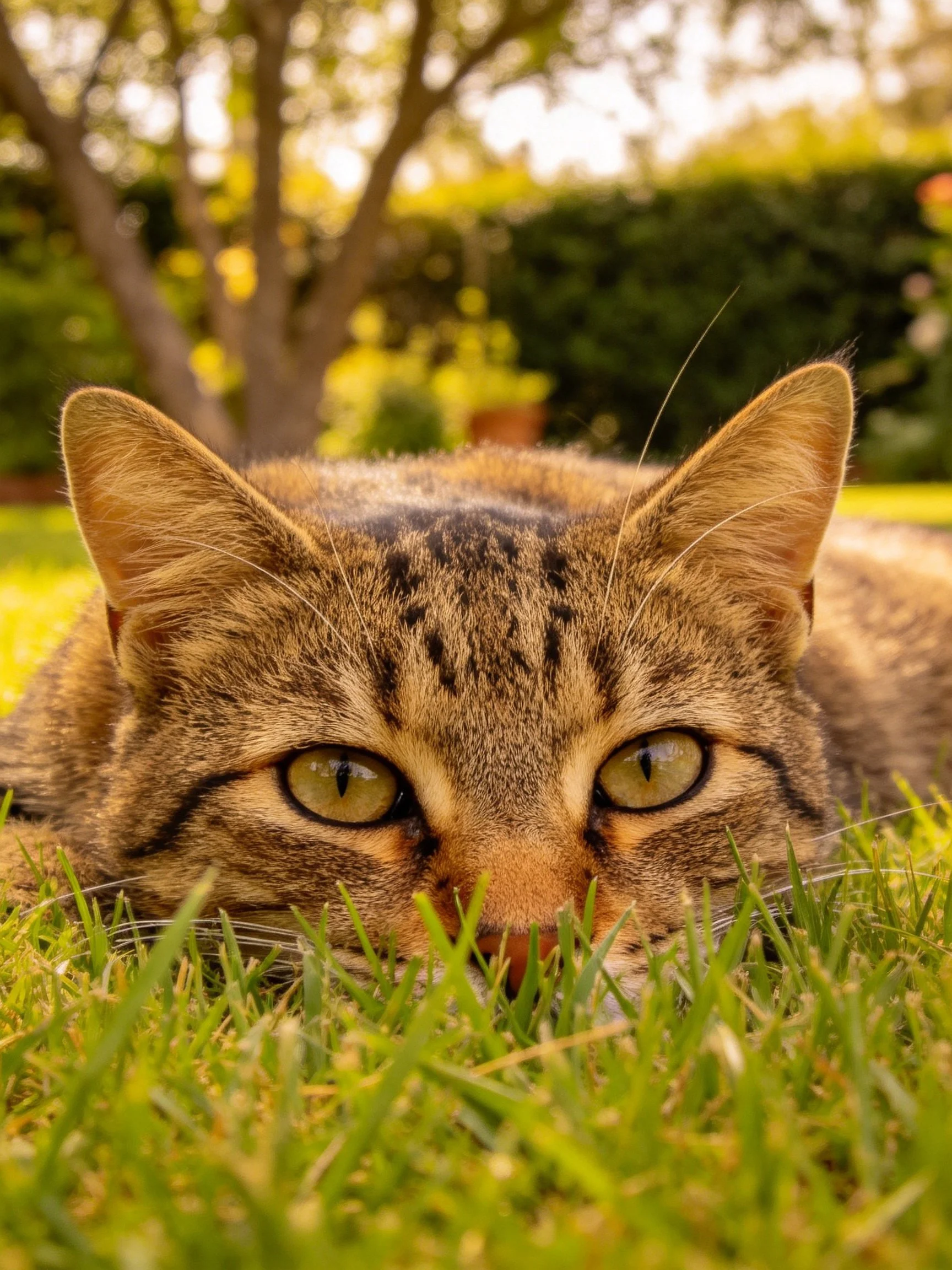 A tabby cat relaxes in grass surrounded by outdoor plants.