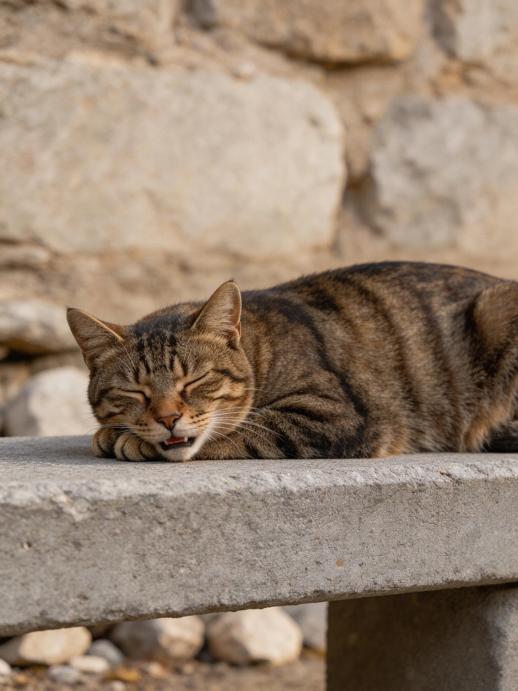 A tabby cat resting on a concrete bench near a stone wall