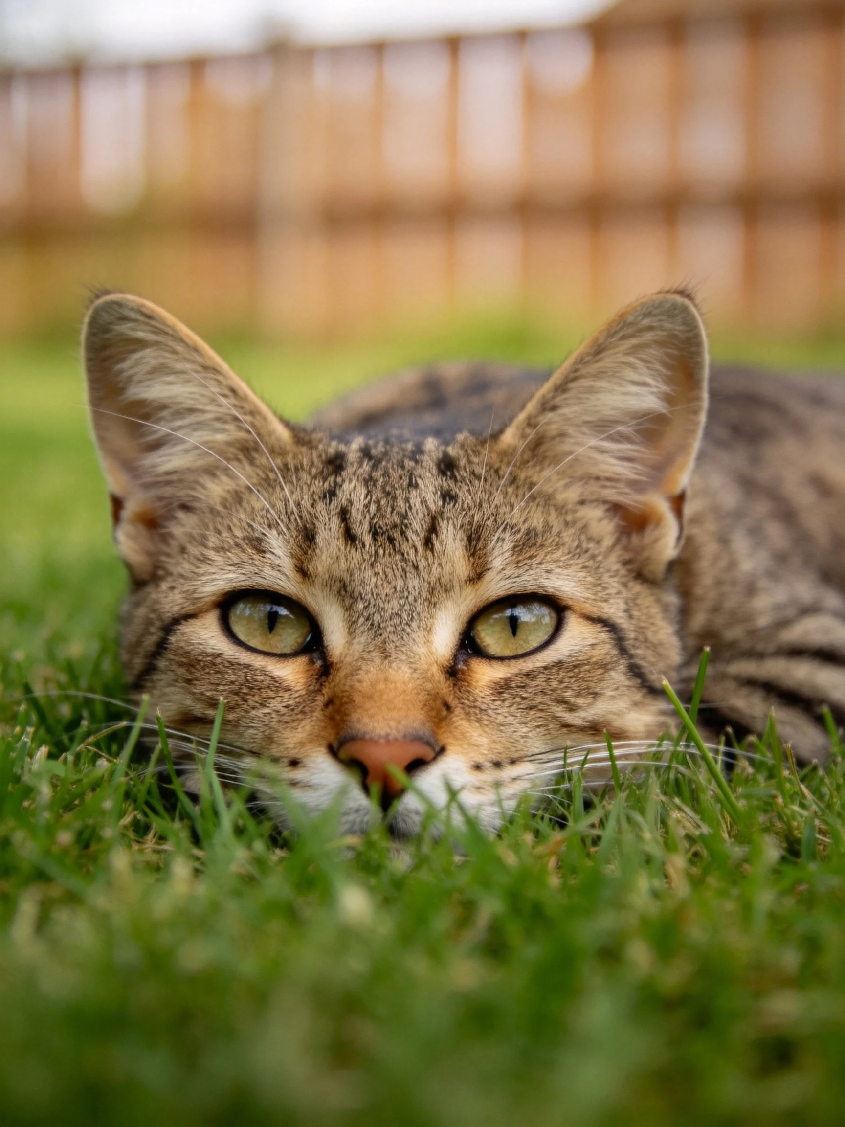 A tabby cat rests in lush green grass by a wooden fence