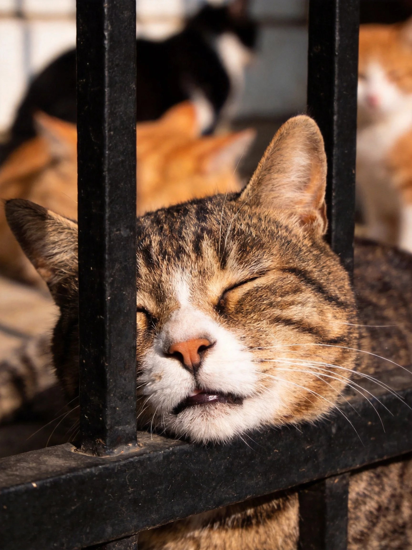 A tabby cat rests near black metal bars with orange felines in background