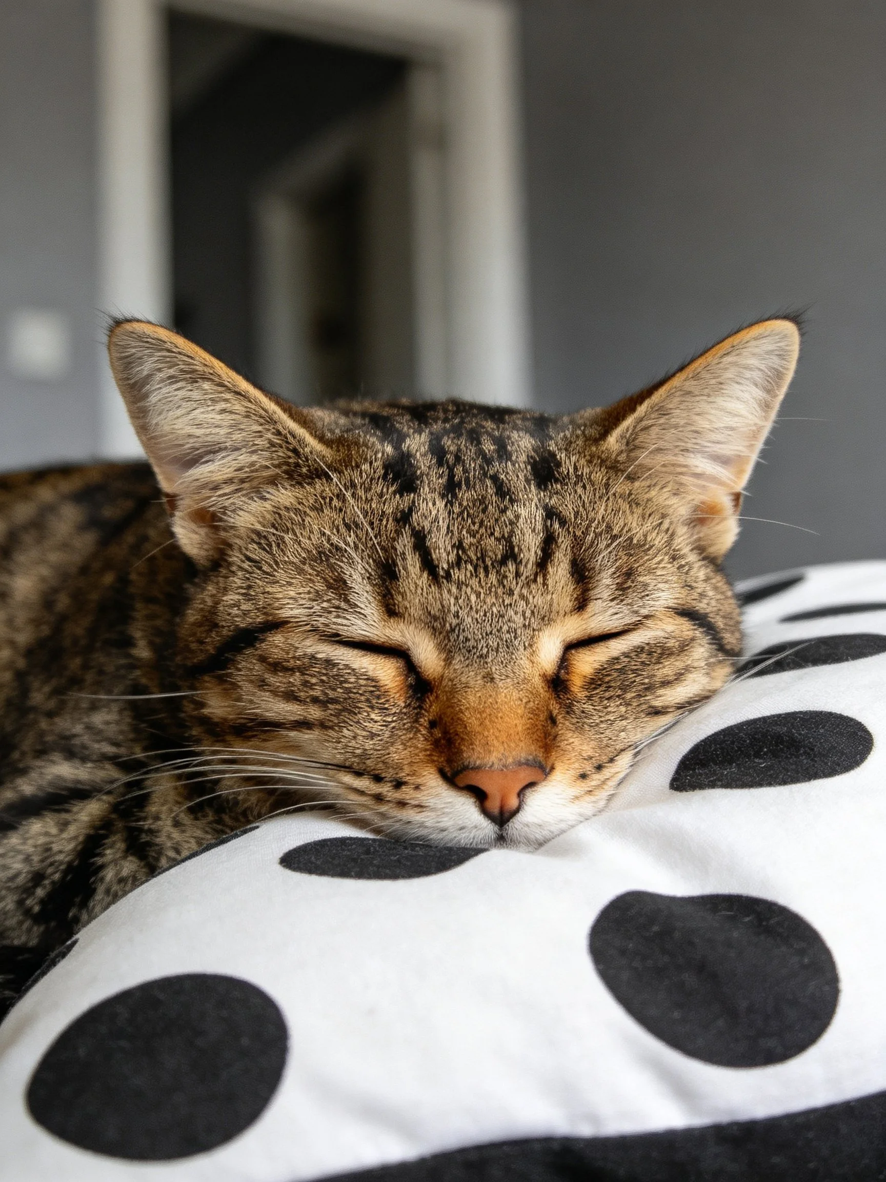 A tabby cat sleeps on a polka - dotted pillow indoors