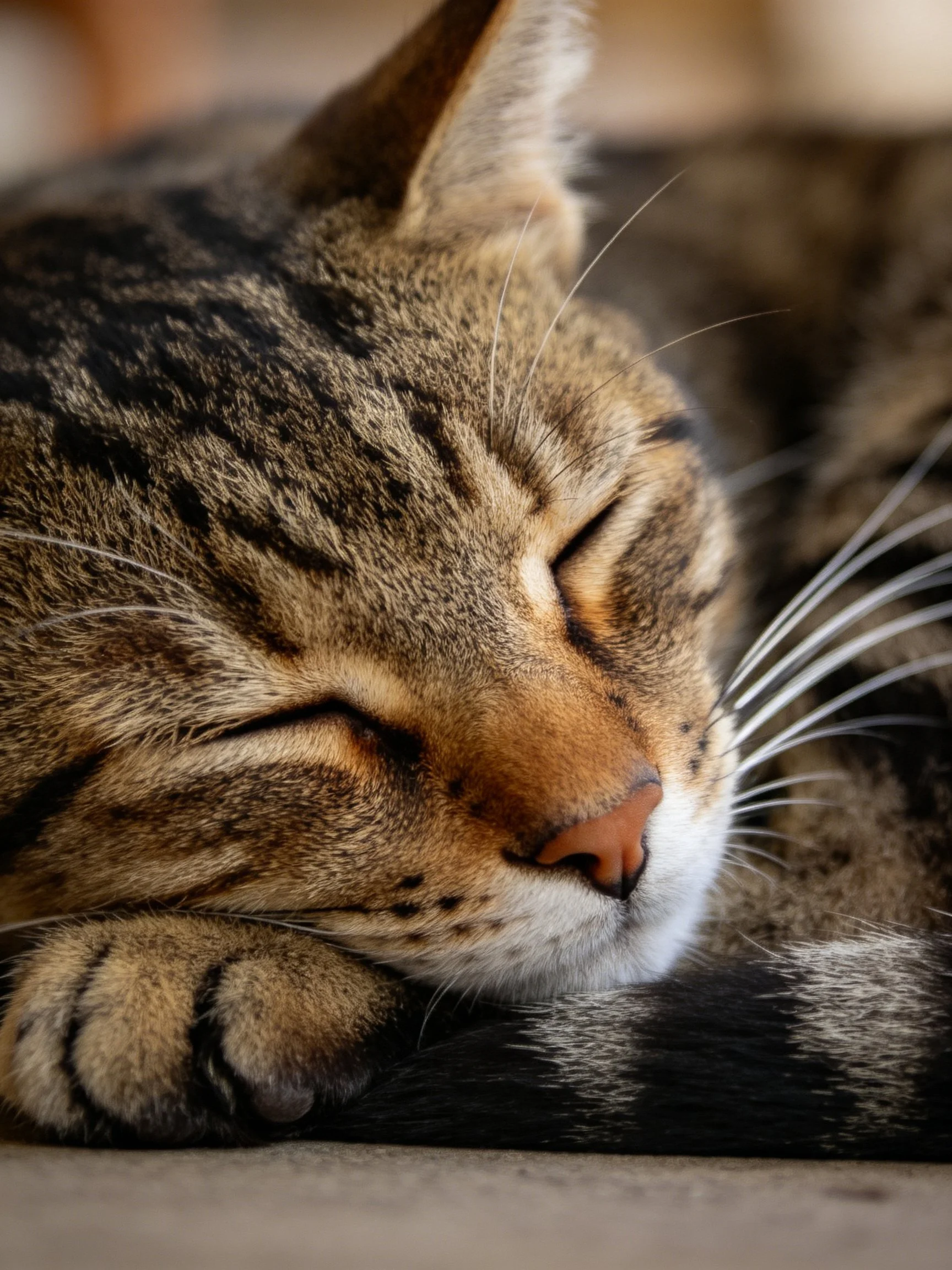 A tabby cat sleeps peacefully with closed eyes and striped fur