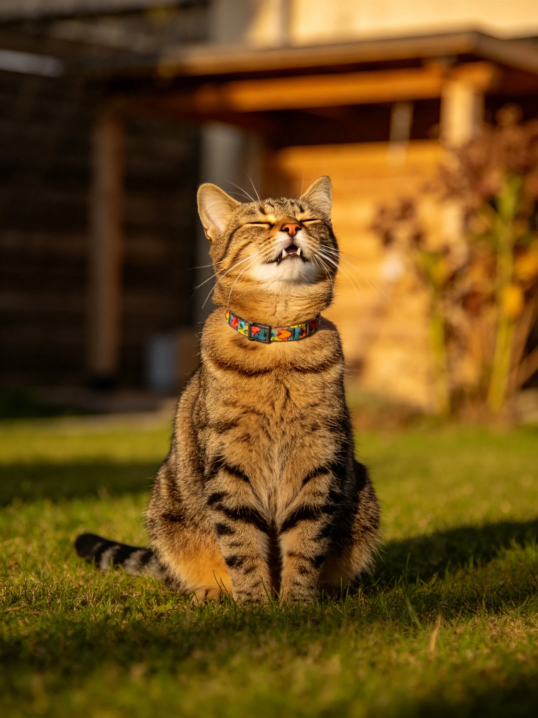 A tabby cat with a colorful collar sits on green grass near a wooden structure