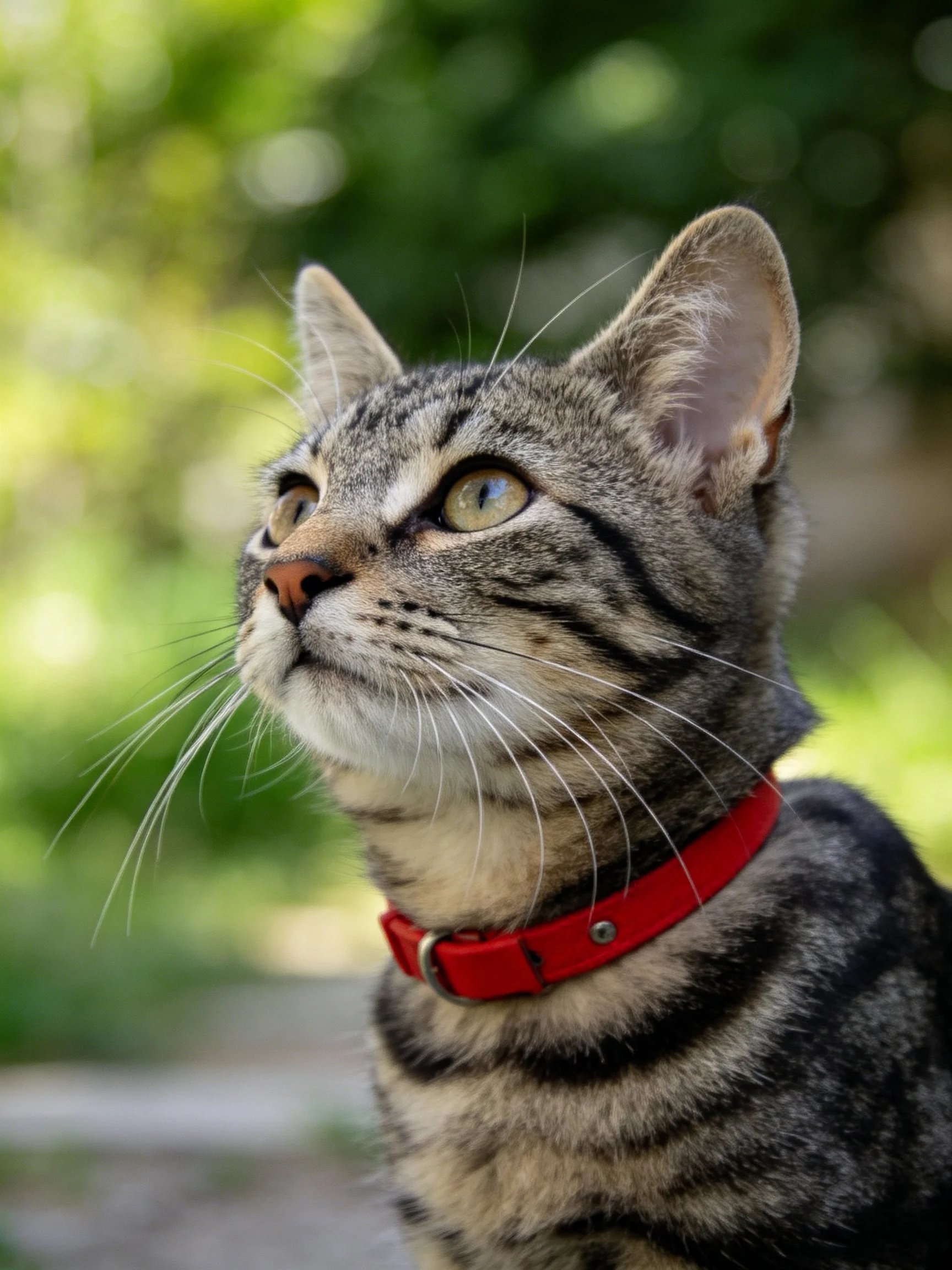 A tabby cat with a red collar gazes upward outdoors