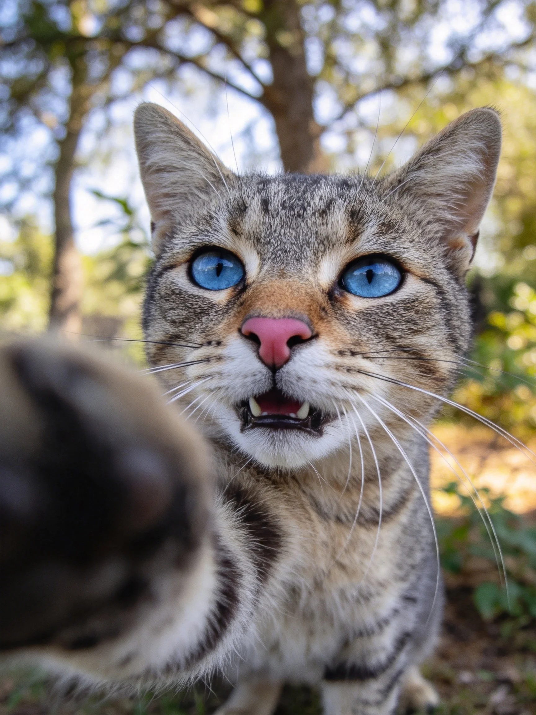 A tabby cat with blue eyes and pink nose looks at the camera in a wooded area.