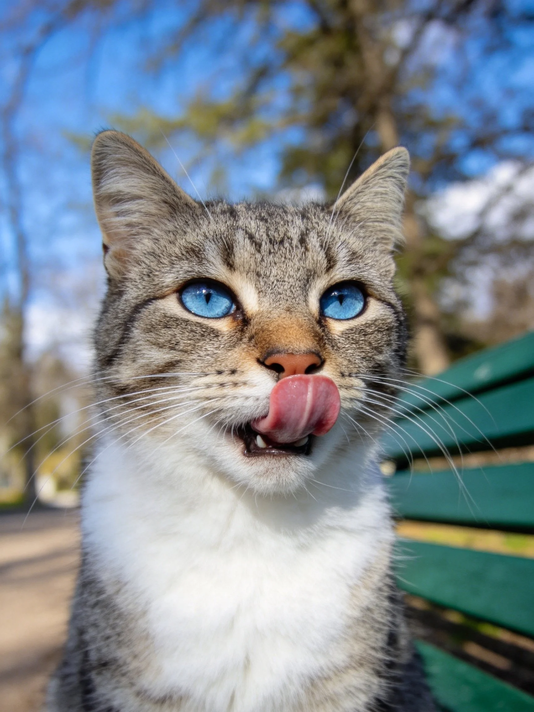 A tabby cat with bright blue eyes grooms itself while sitting near a green park bench.