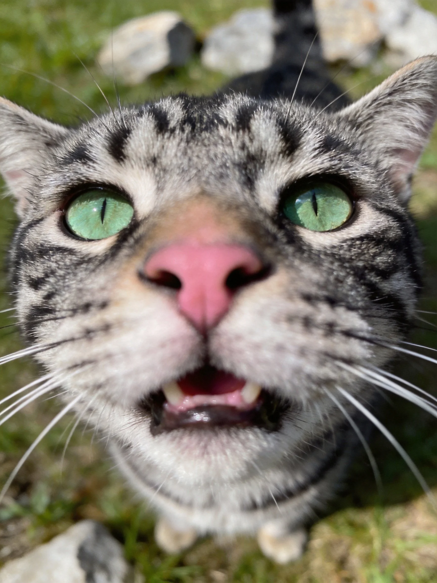 A tabby cat with green eyes looks upward in a grassy, rocky outdoor area.