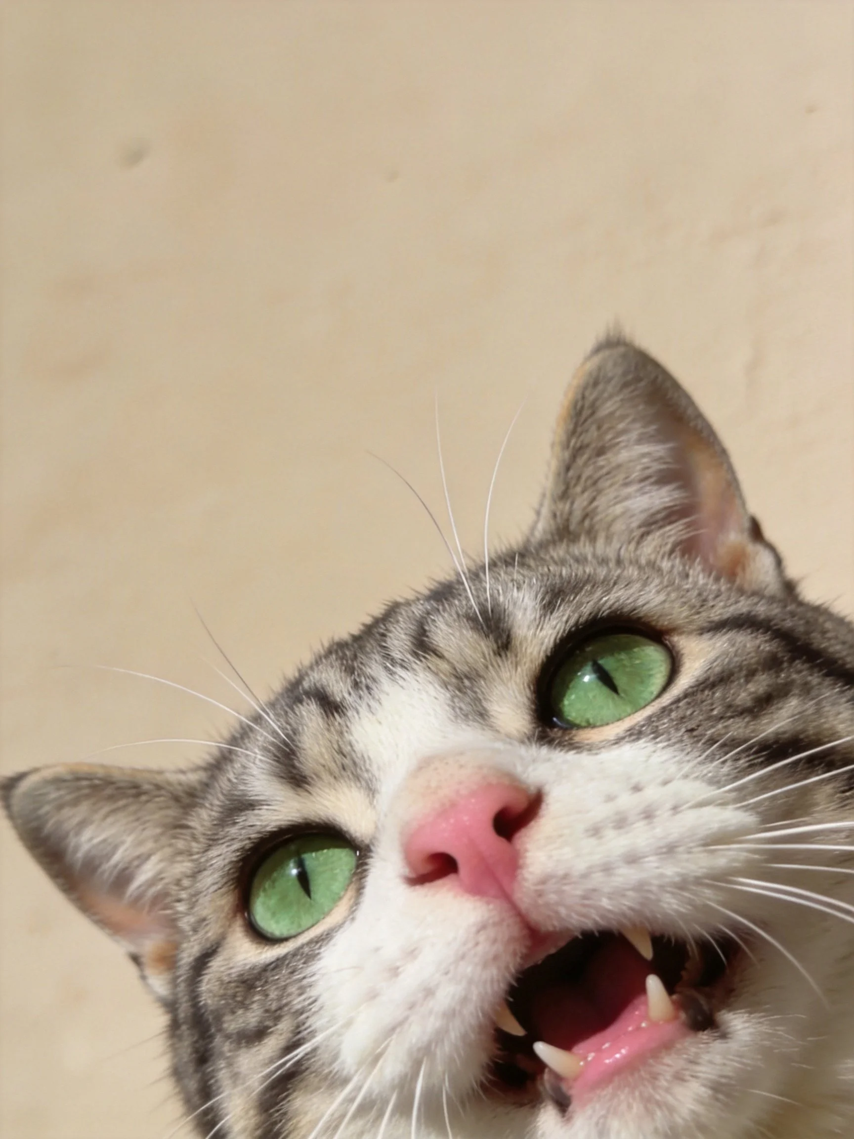 A tabby cat with green eyes opens its mouth near a plain wall.