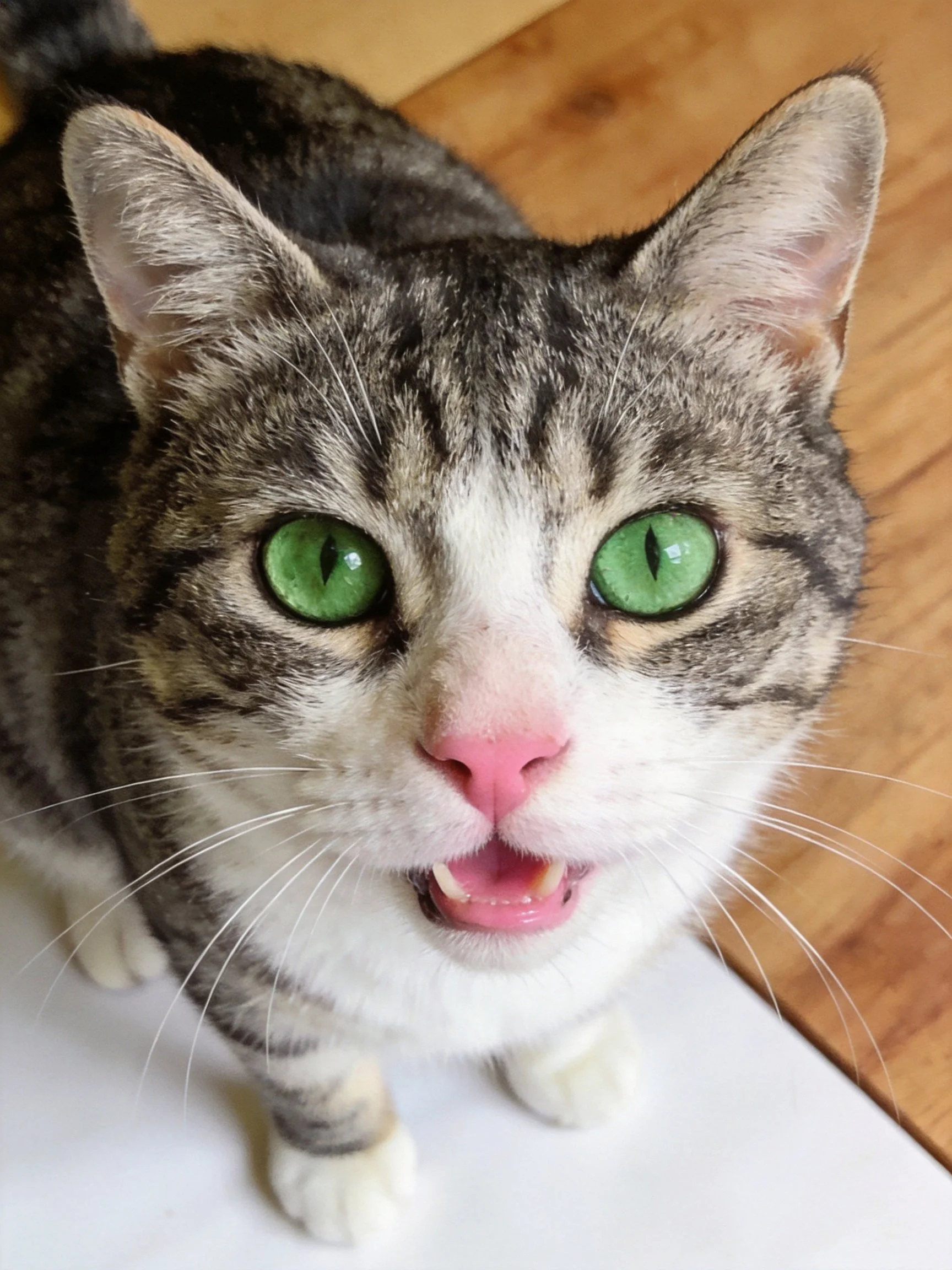 A tabby cat with striking green eyes gazes upward curiously.