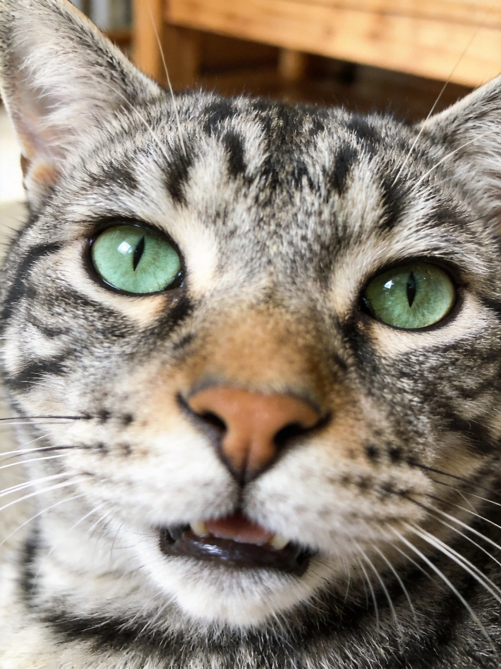 A close-up photograph of a tabby cat with vibrant green eyes.