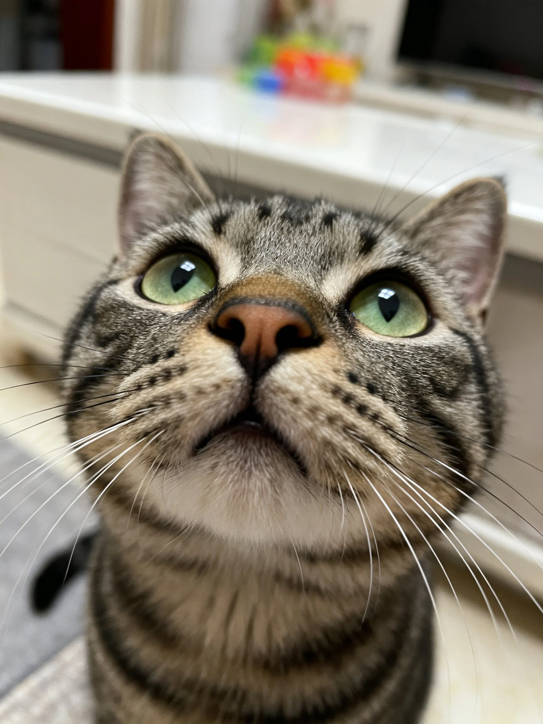 A tabby cat with bright green eyes looks upward in an indoor environment.