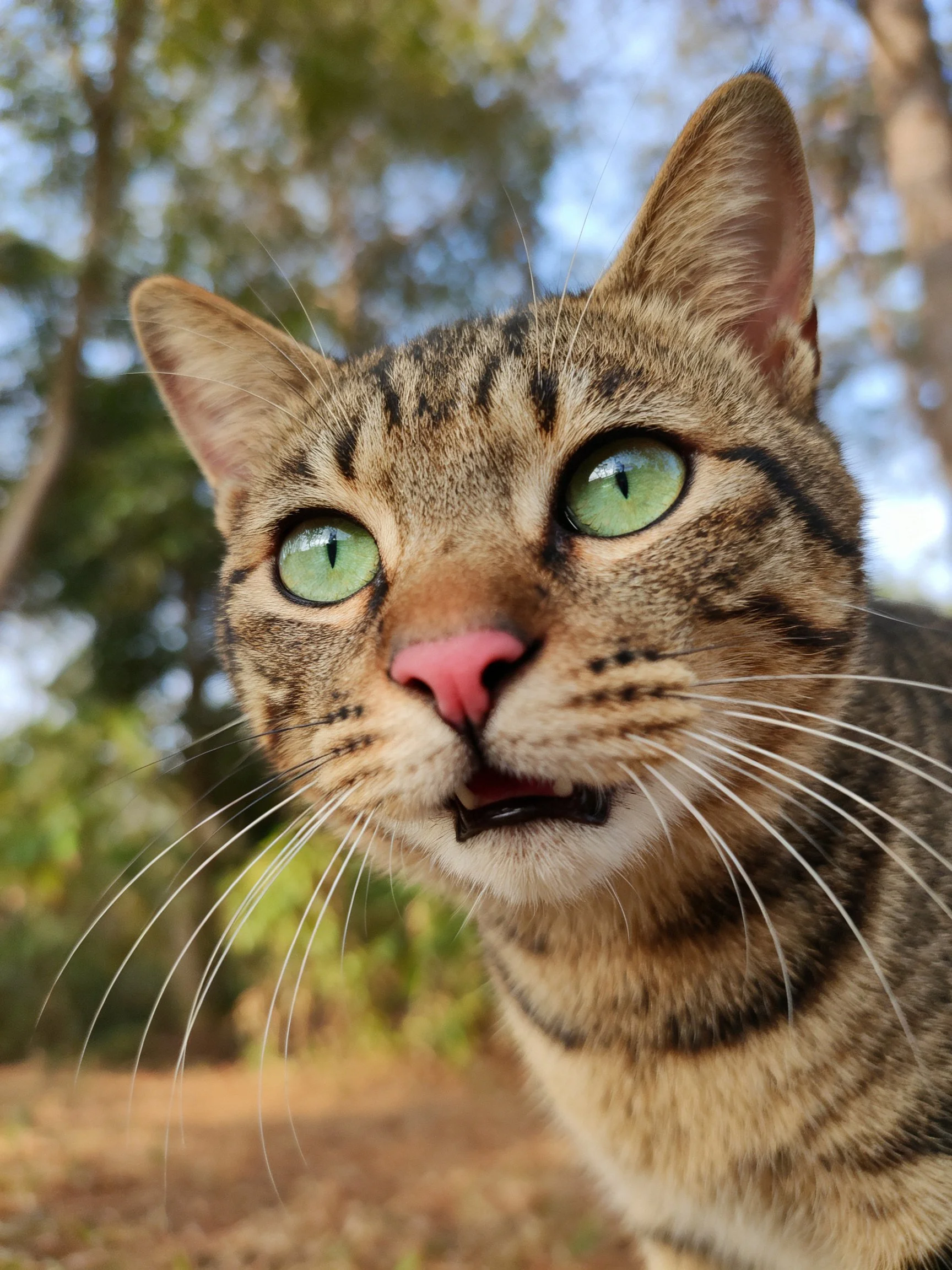 A tabby cat with bright green eyes is photographed outdoors among trees.