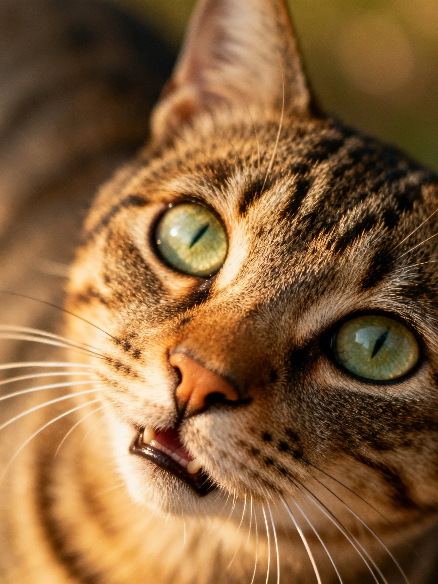 A tabby cat with vivid green eyes is featured in a close - up photograph.