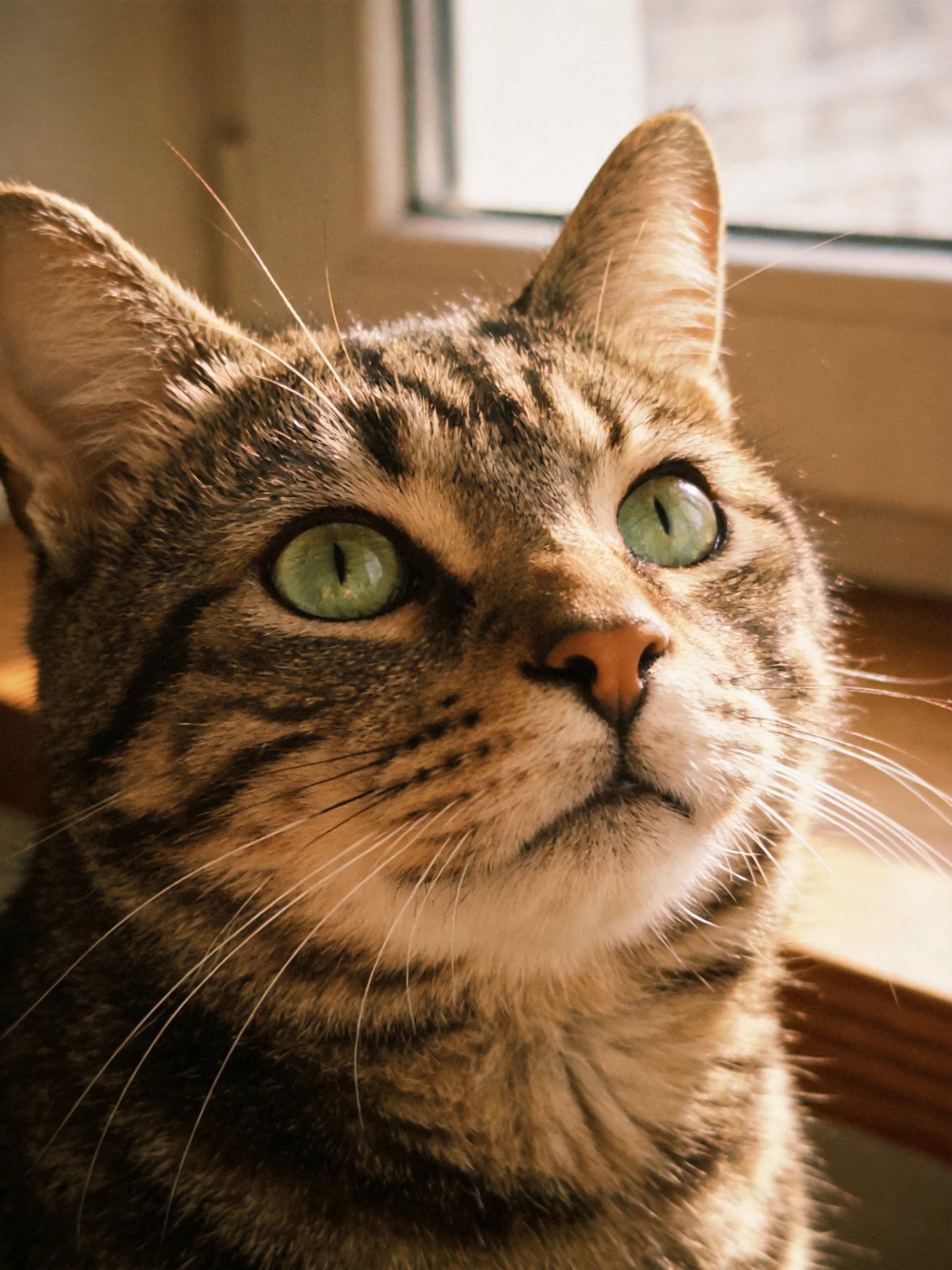 A tabby cat with striking green eyes sits near a sunlit window.