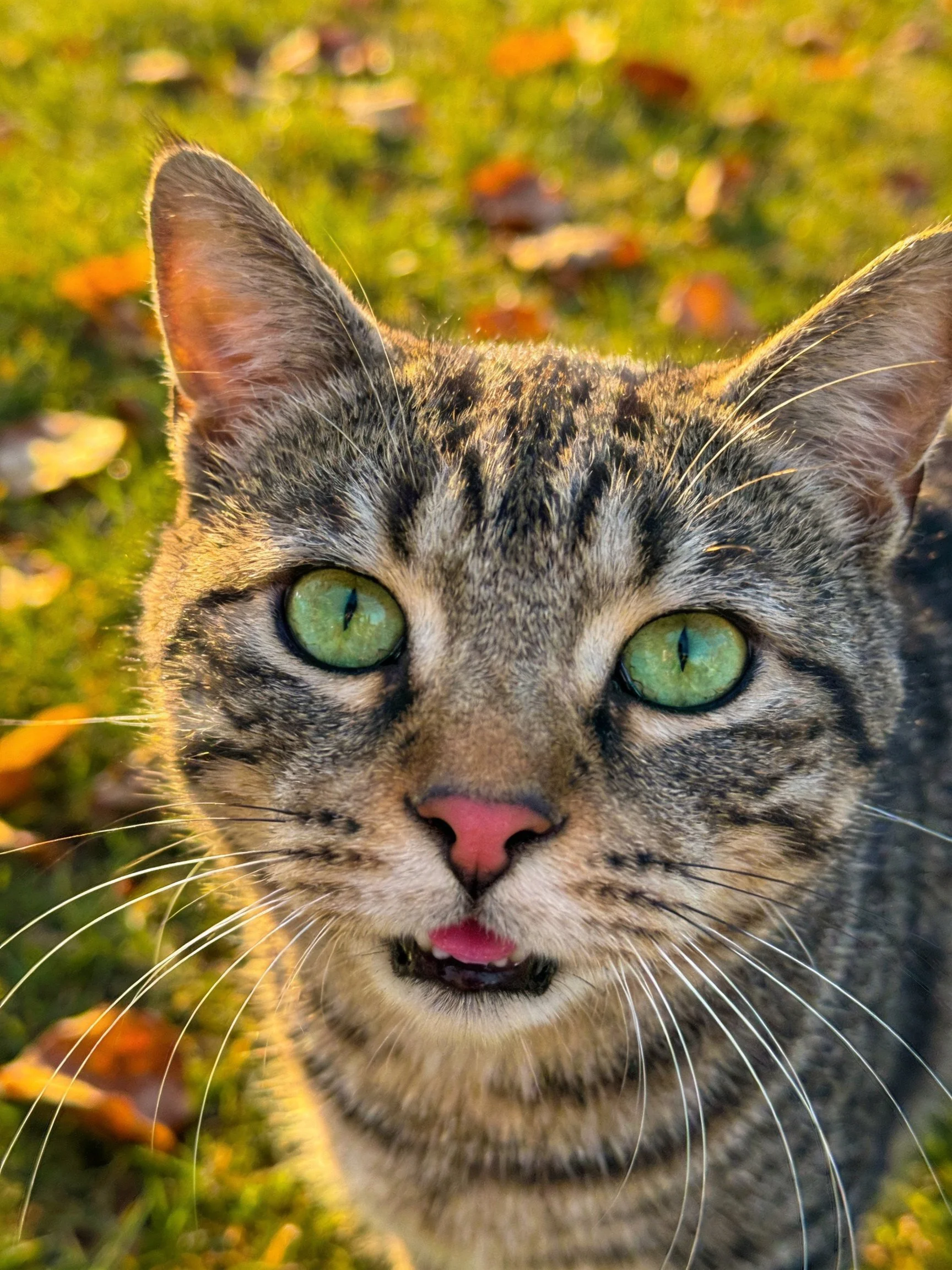 A tabby cat with bright green eyes stands on grass surrounded by fallen leaves.